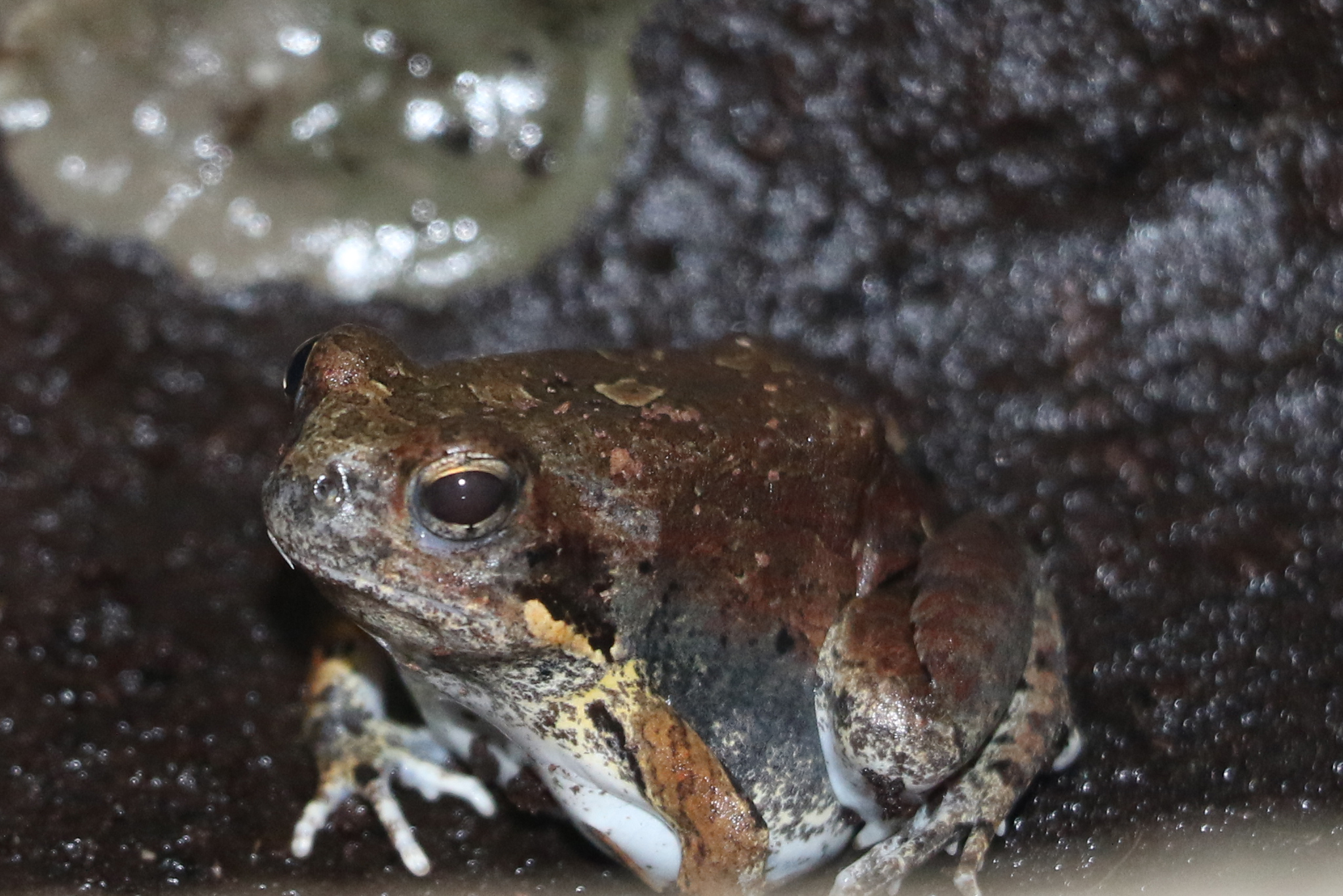 コープネコゴエガエル - 生きもの図鑑 鳥羽水族館