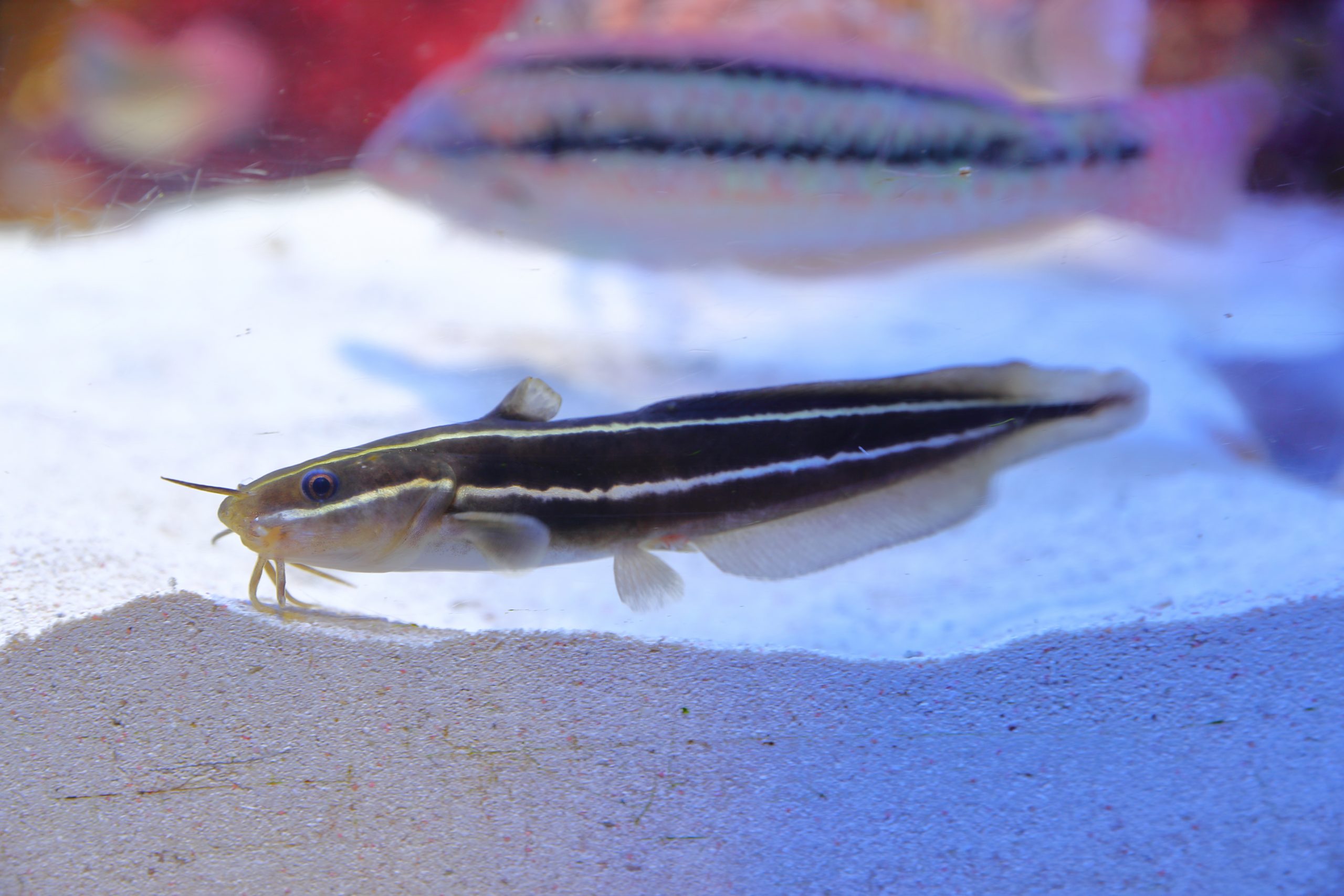 ゴンズイ - 生きもの図鑑 鳥羽水族館