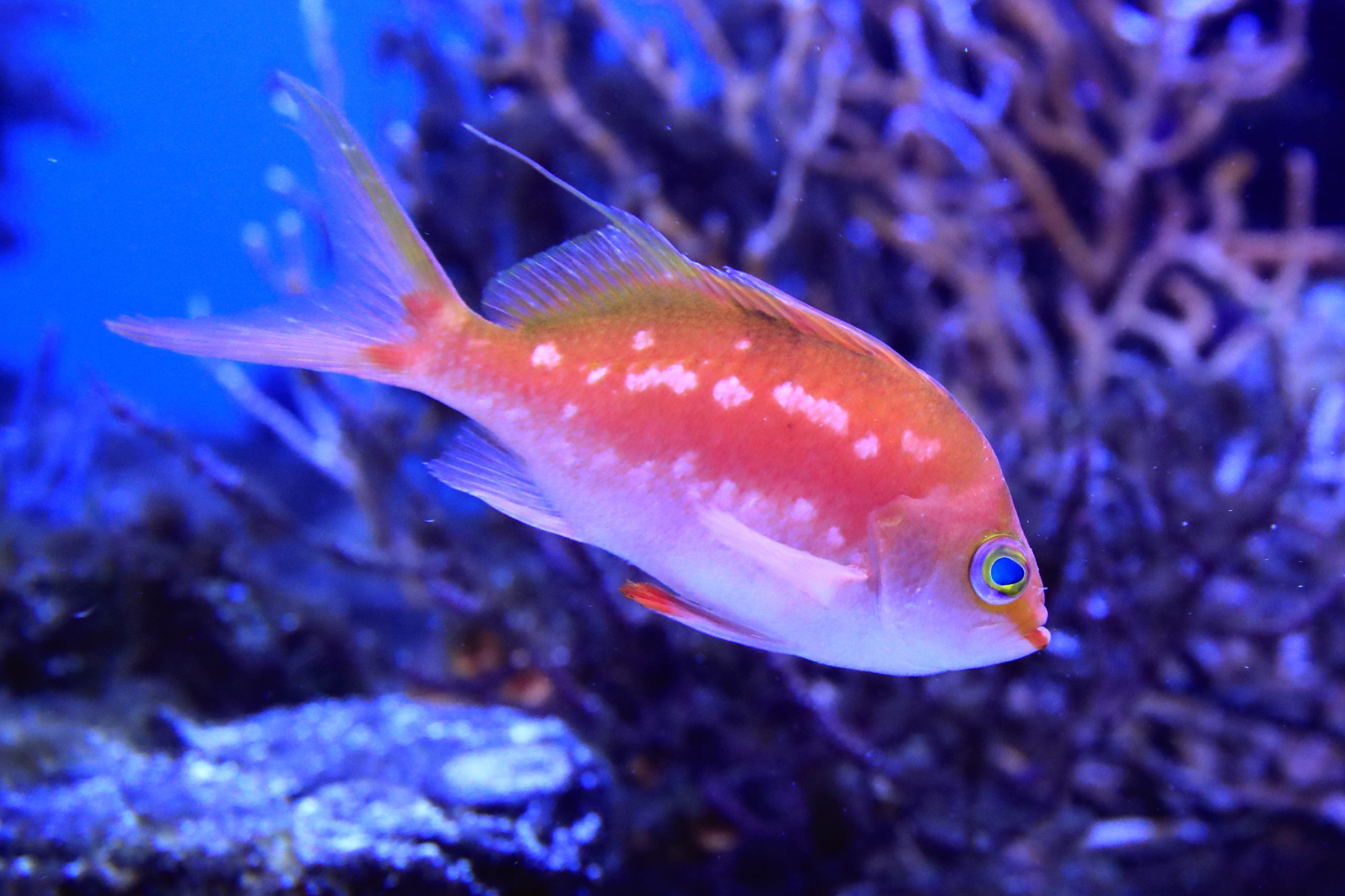 サクラダイ - 生きもの図鑑 鳥羽水族館