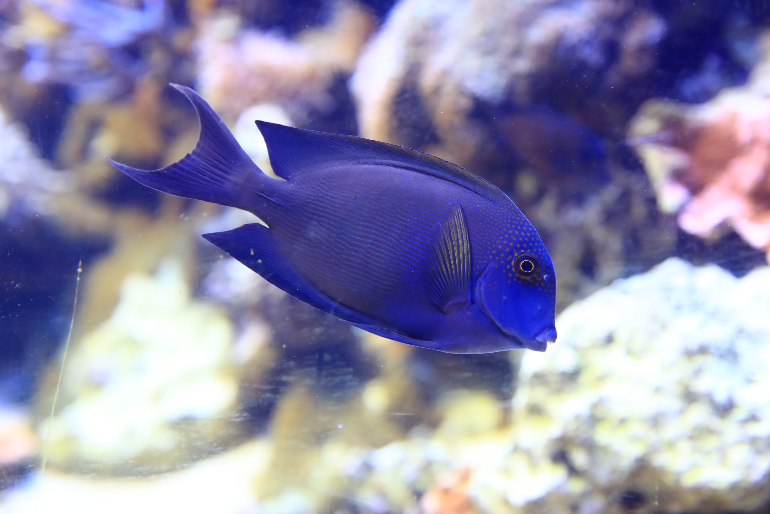 サザナミハギ - 生きもの図鑑 鳥羽水族館