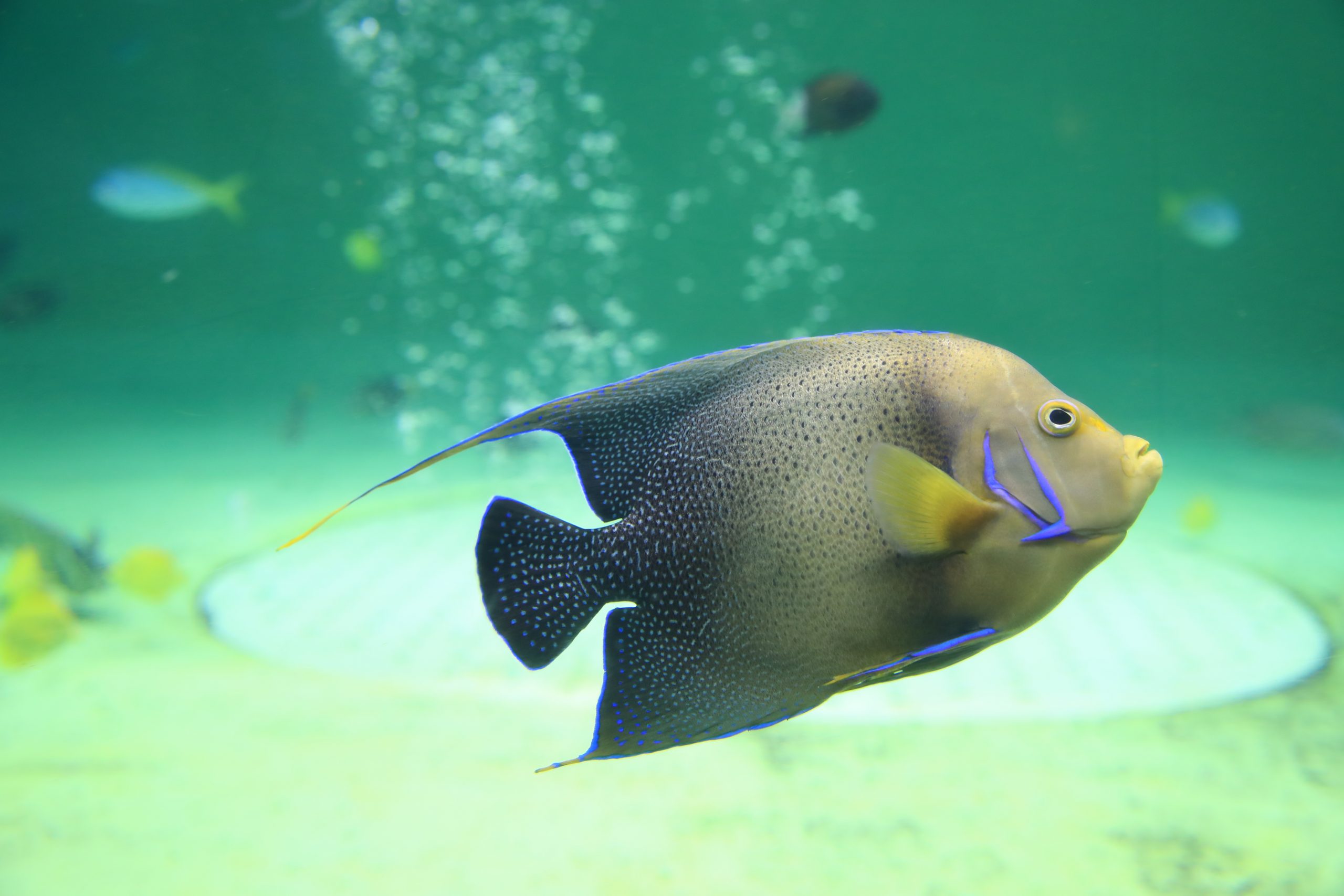 サザナミヤッコ - 生きもの図鑑 鳥羽水族館