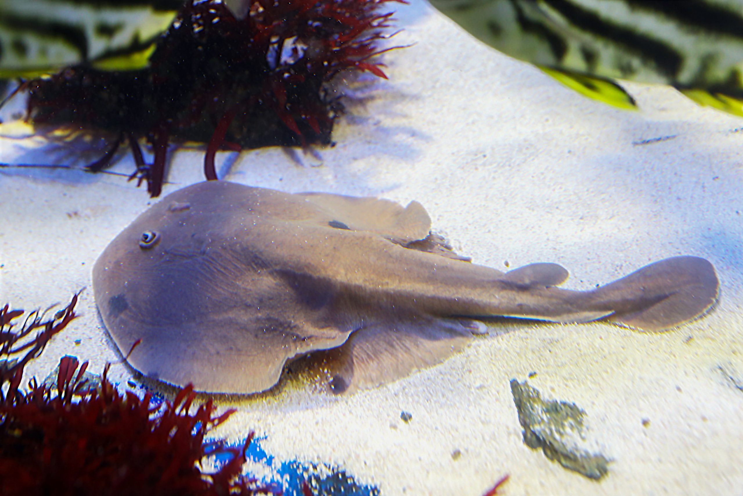 シビレエイ - 生きもの図鑑 鳥羽水族館