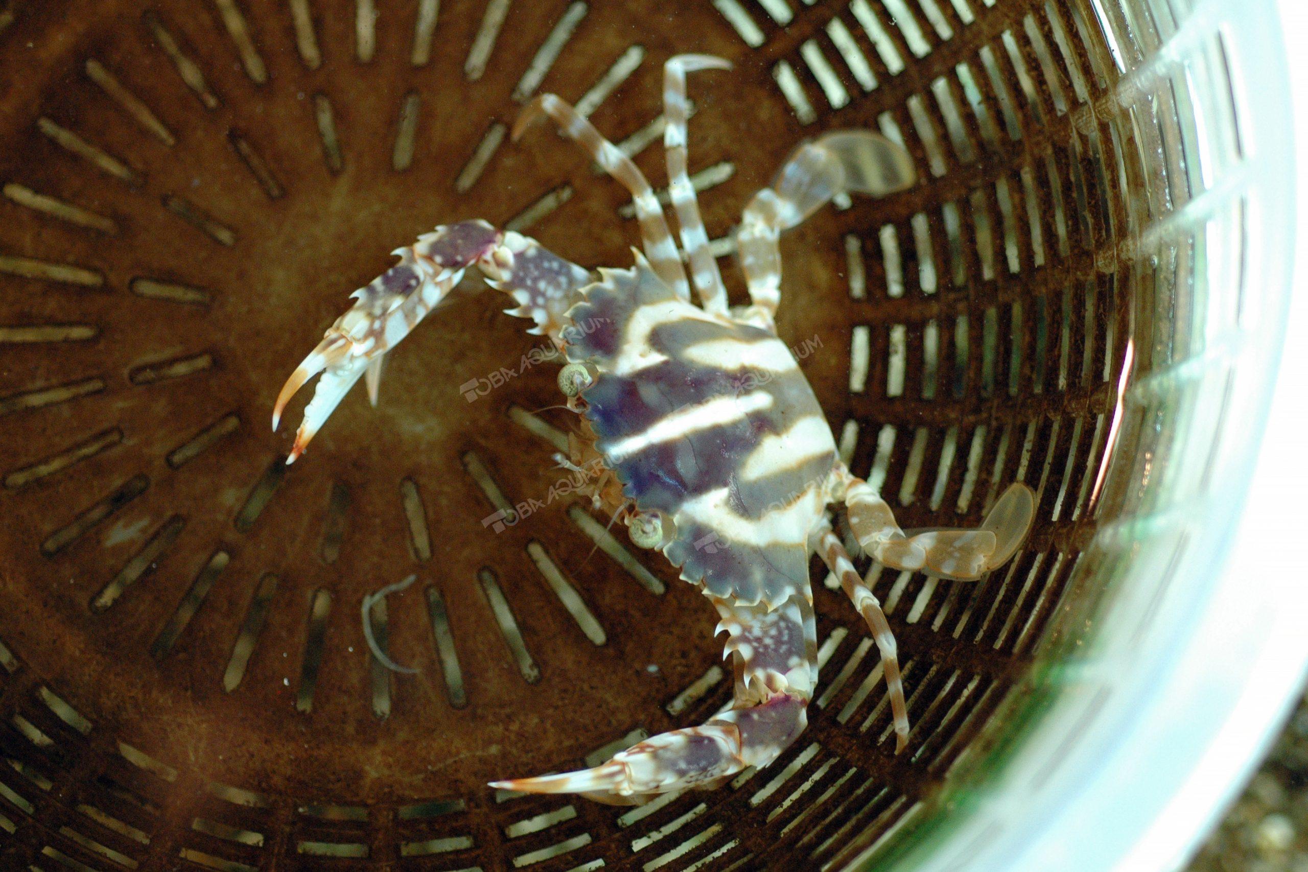 シマイシガニ - 生きもの図鑑 鳥羽水族館