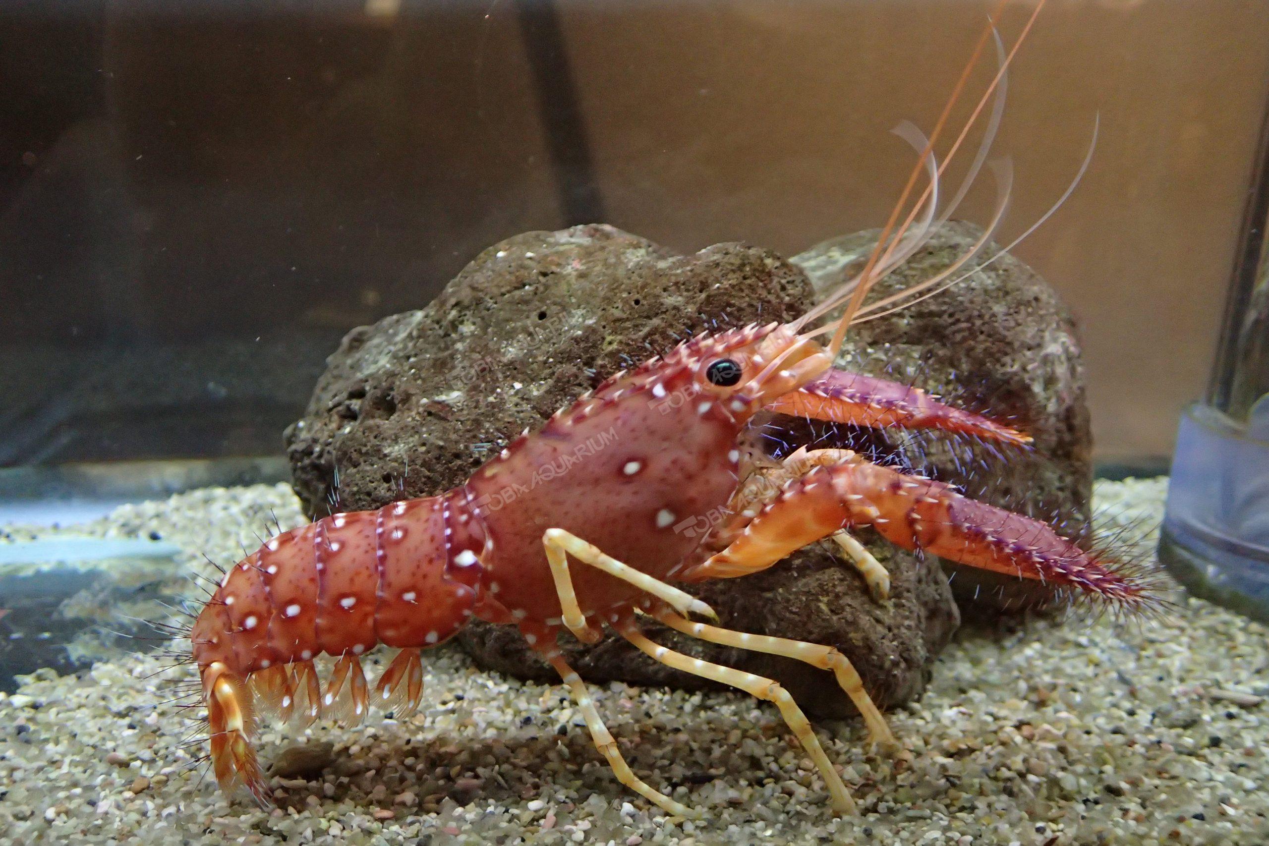 ショウグンエビ - 生きもの図鑑 鳥羽水族館