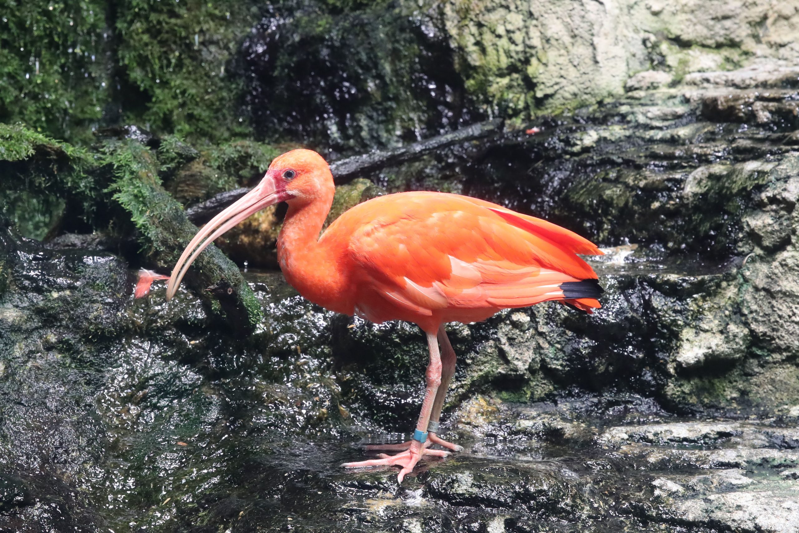 ショウジョウトキ - 生きもの図鑑 鳥羽水族館