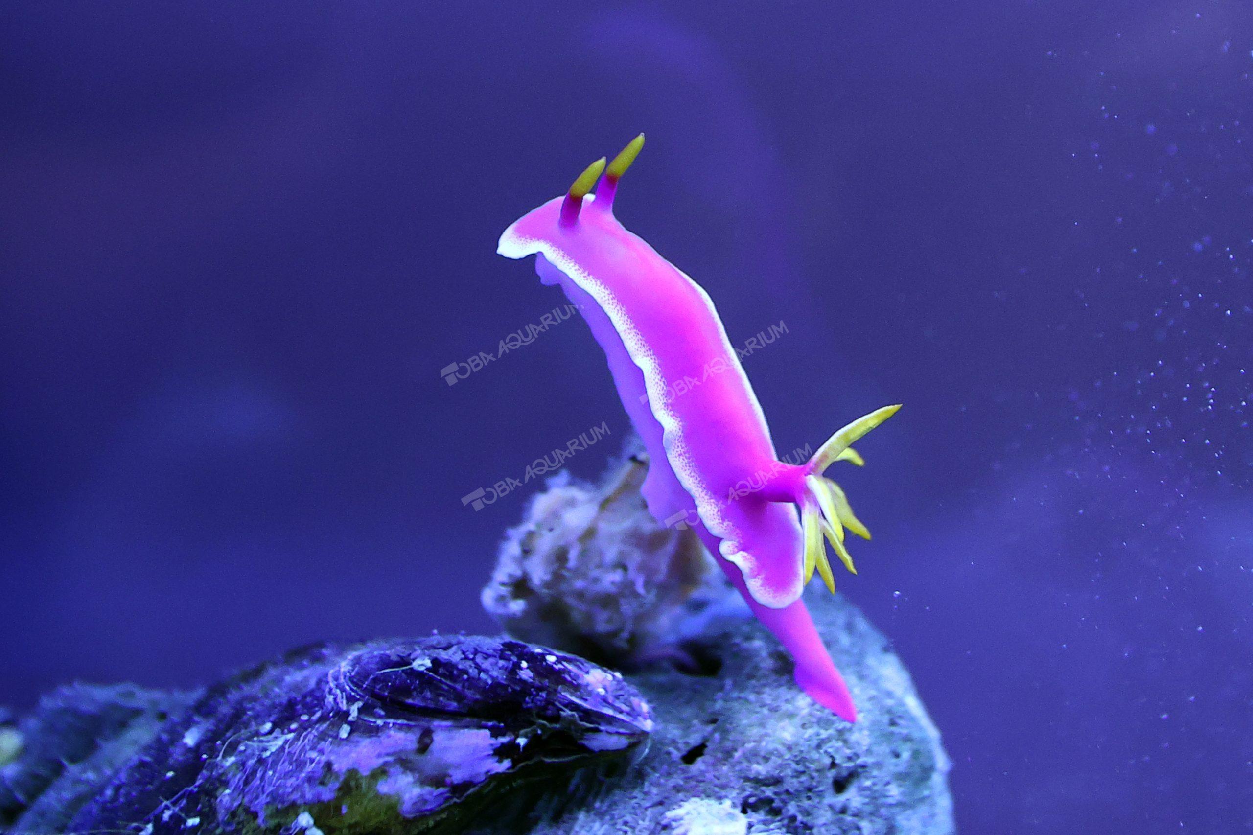 シンデレラウミウシ - 生きもの図鑑 鳥羽水族館