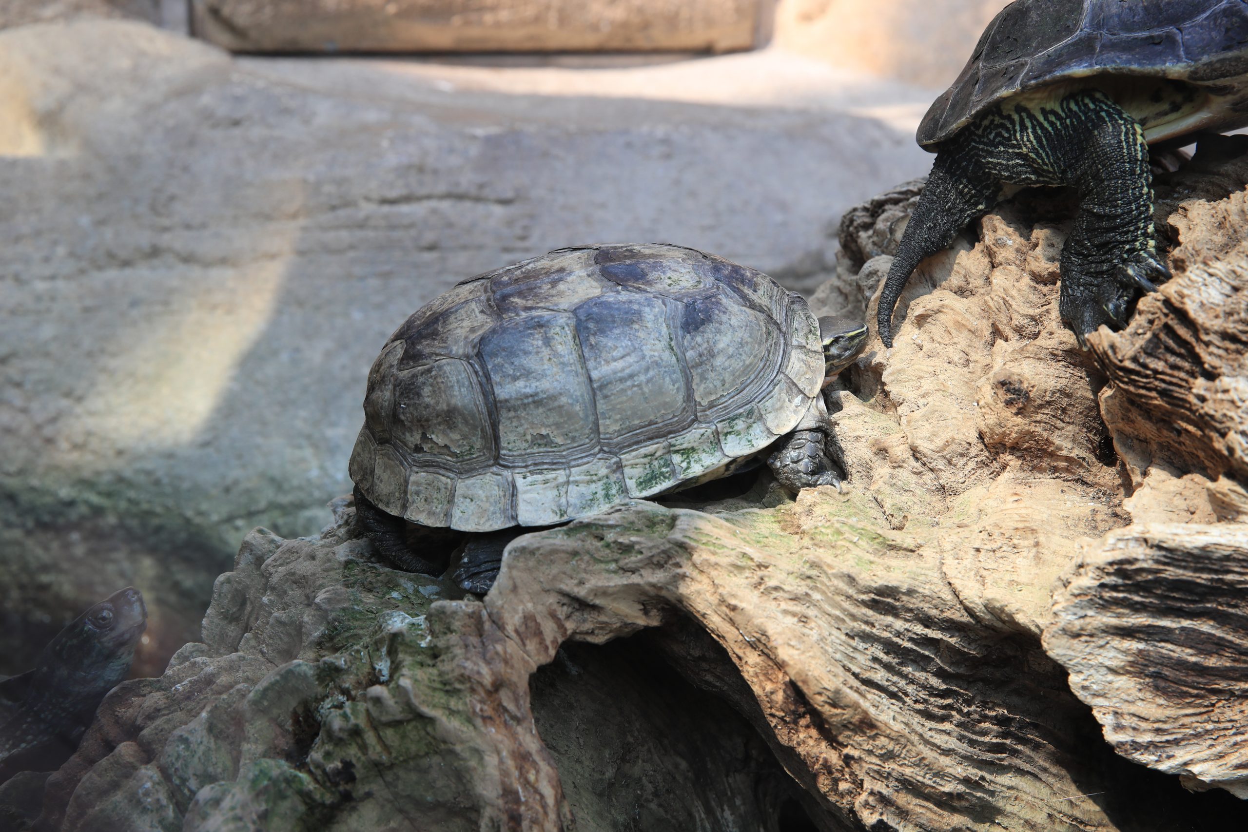 ハコガメ シェンシーハコガメEUCB2023 SOLD OUT – 完全予約制 かめぢから