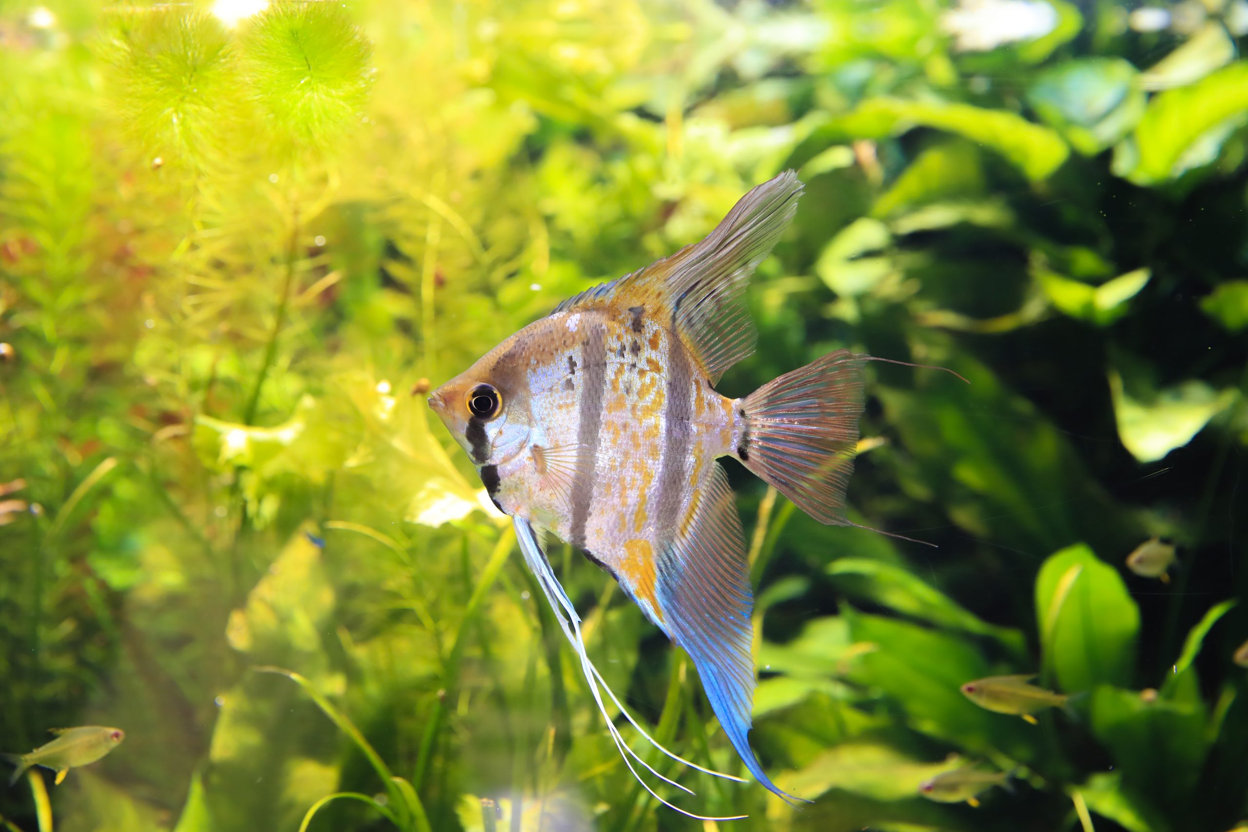 スカラレエンゼル - 生きもの図鑑 鳥羽水族館
