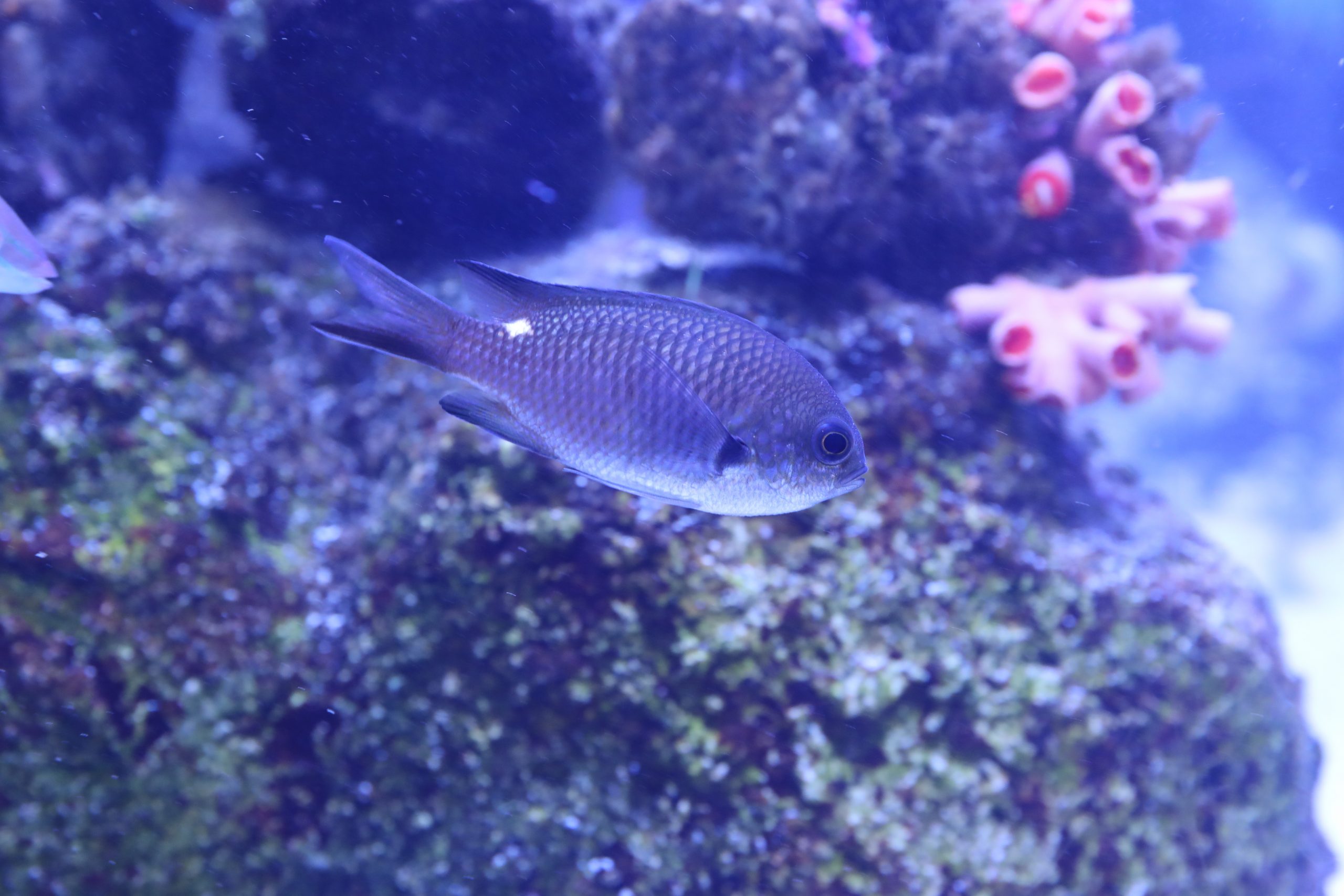 スズメダイ - 生きもの図鑑 鳥羽水族館