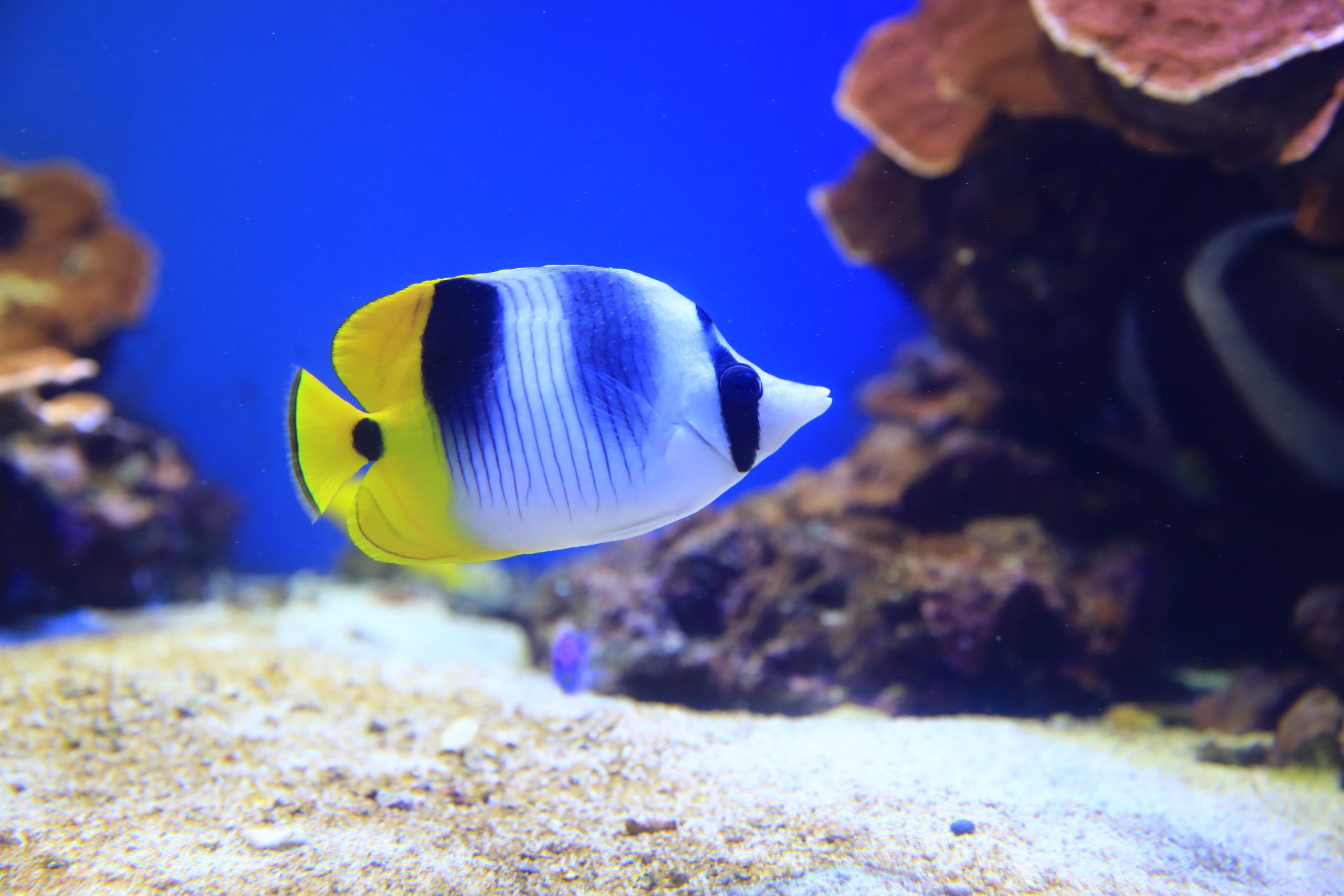 ２匹 テングチョウチョウウオ セブ ４から７ＣＭ フィリピン 海水魚 熱帯魚 生体 即決 - 魚類、水生生物