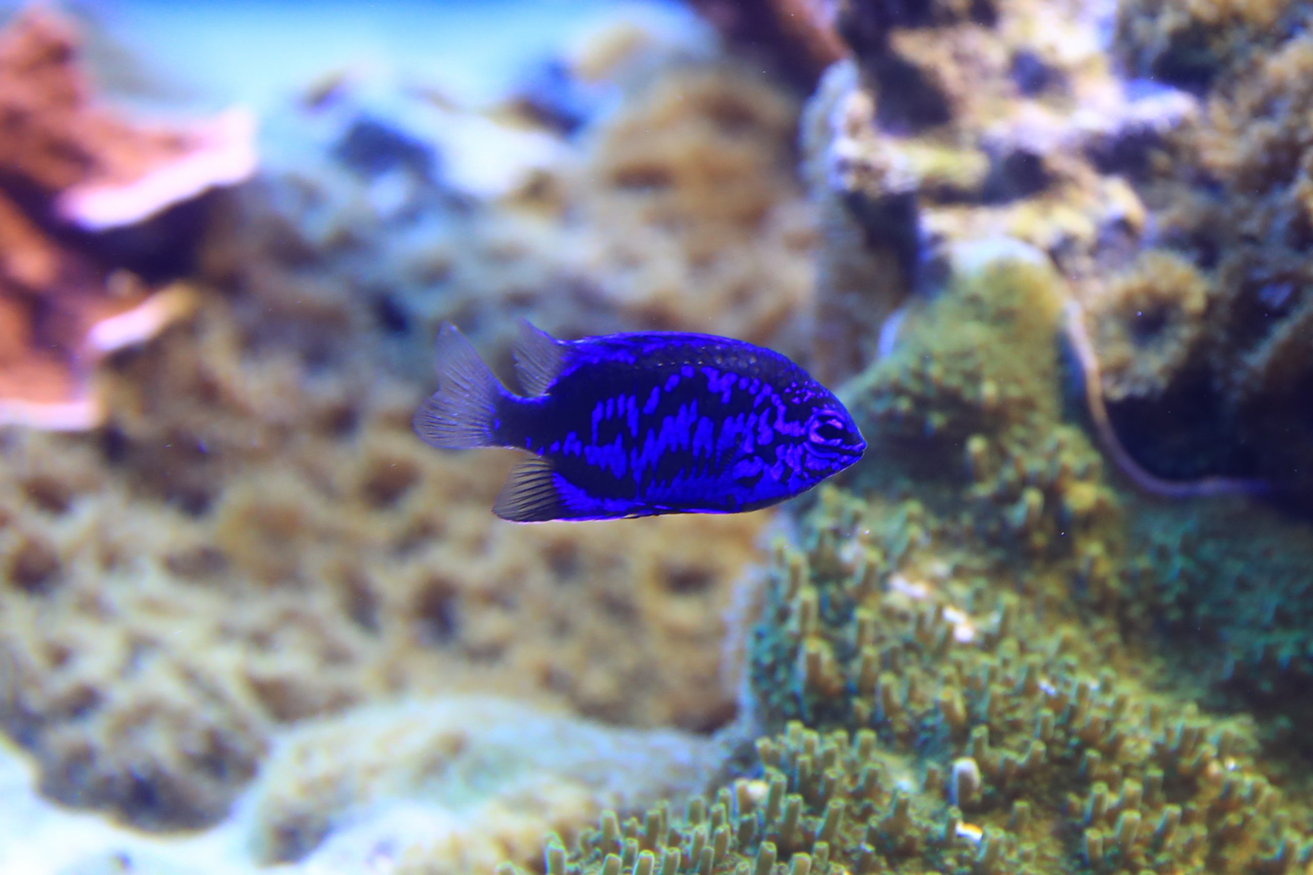 スプリンガーズダムゼル - 生きもの図鑑 鳥羽水族館