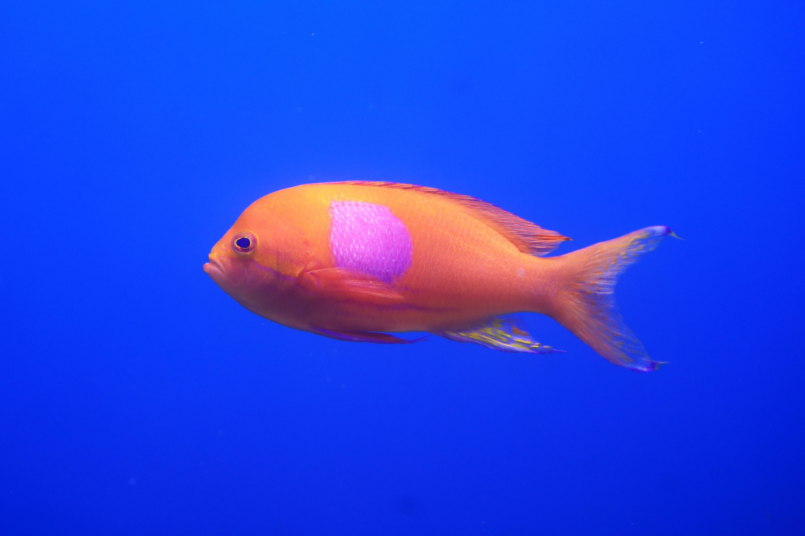 スミレナガハナダイ - 生きもの図鑑 鳥羽水族館