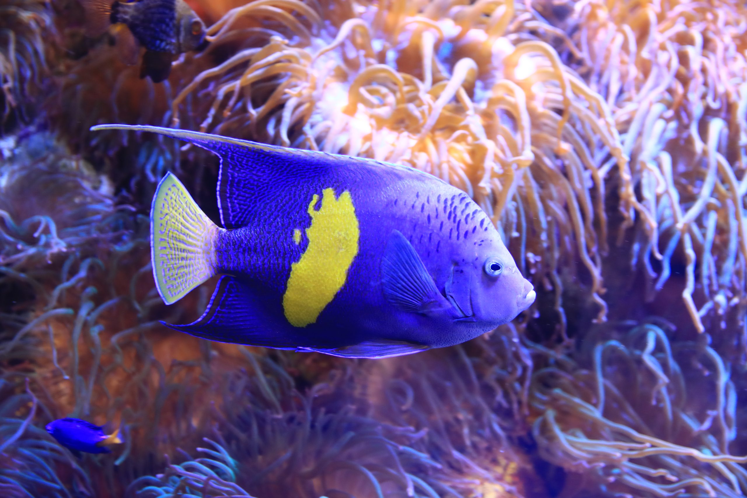 セダカヤッコ - 生きもの図鑑 鳥羽水族館
