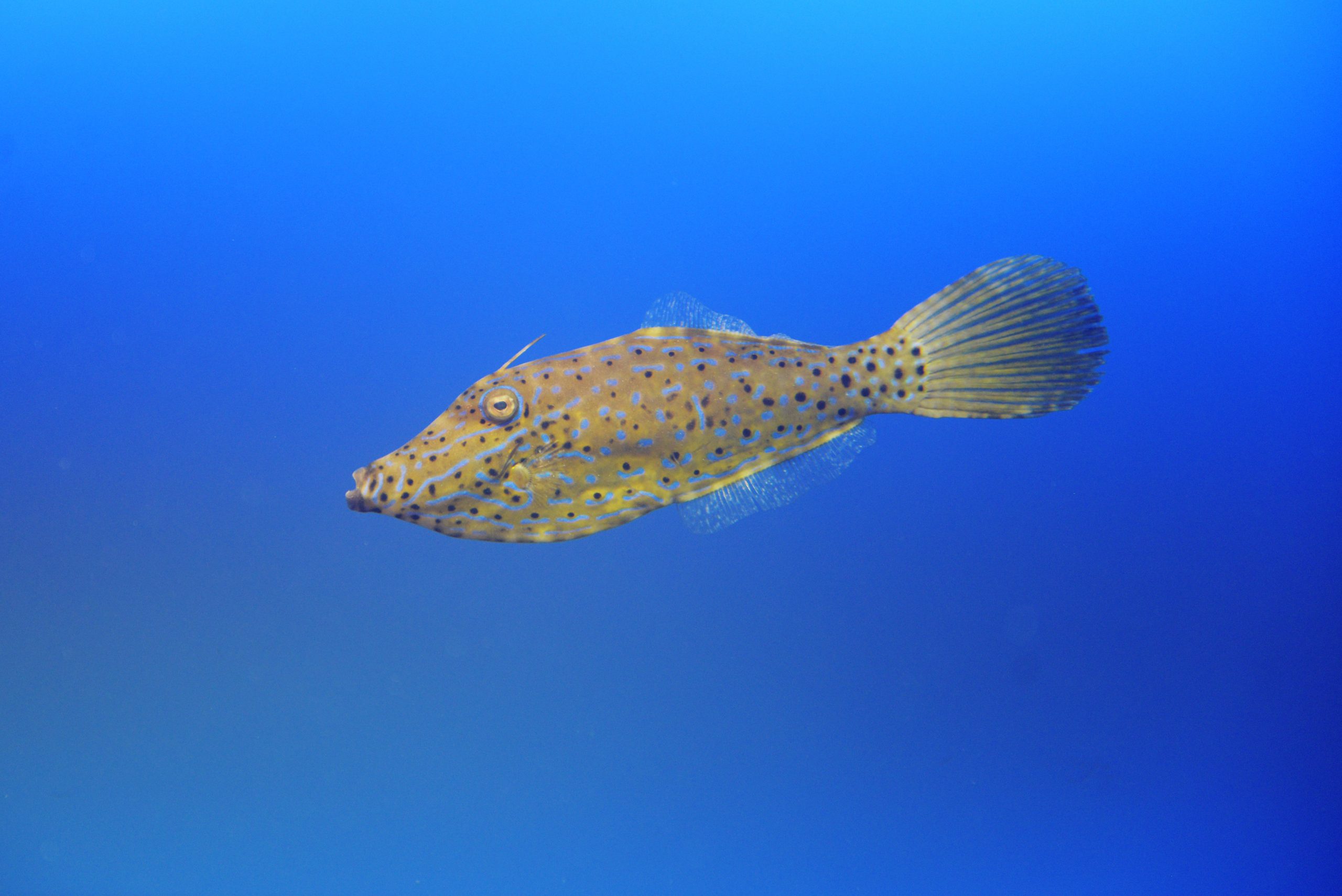 ソウシハギ - 生きもの図鑑 鳥羽水族館
