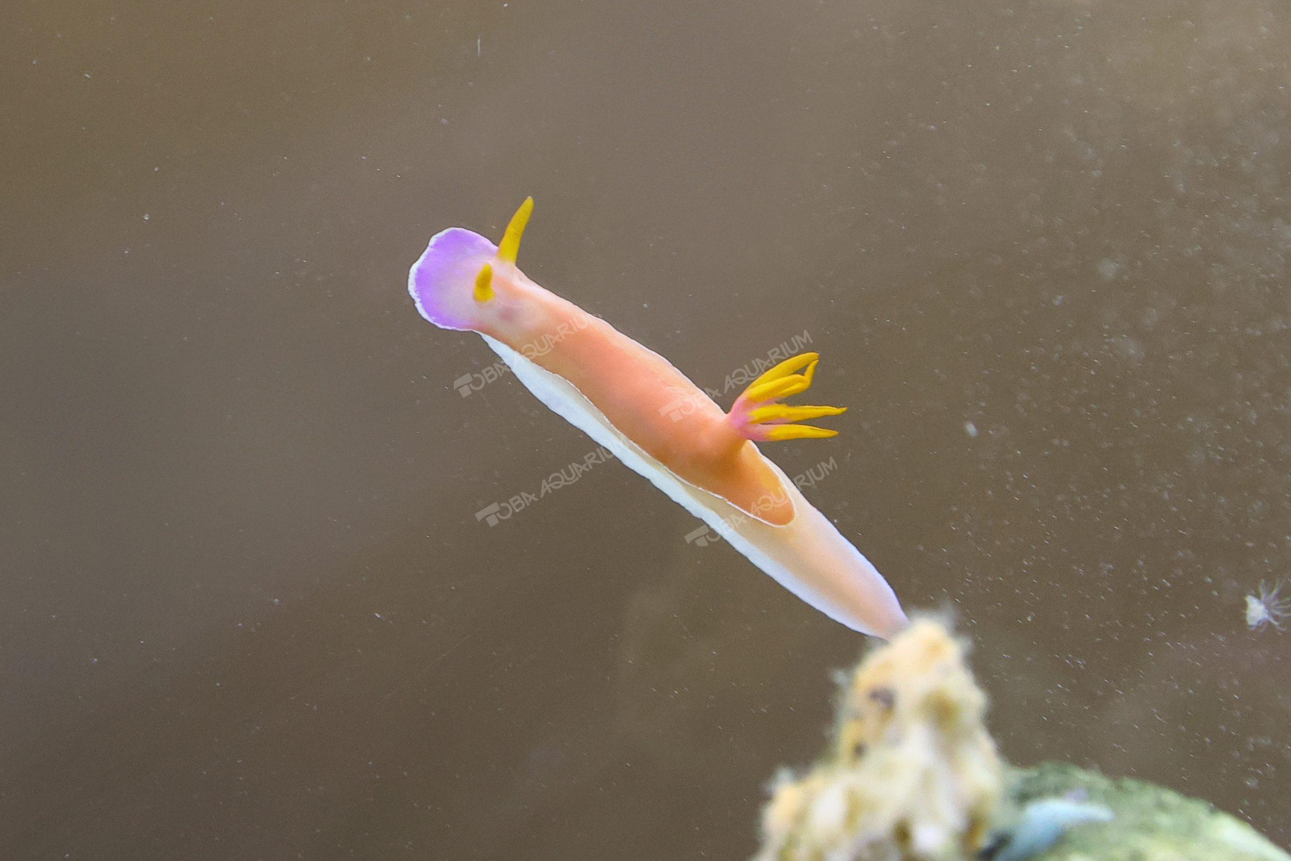 ゾウゲイロウミウシ - 生きもの図鑑 鳥羽水族館
