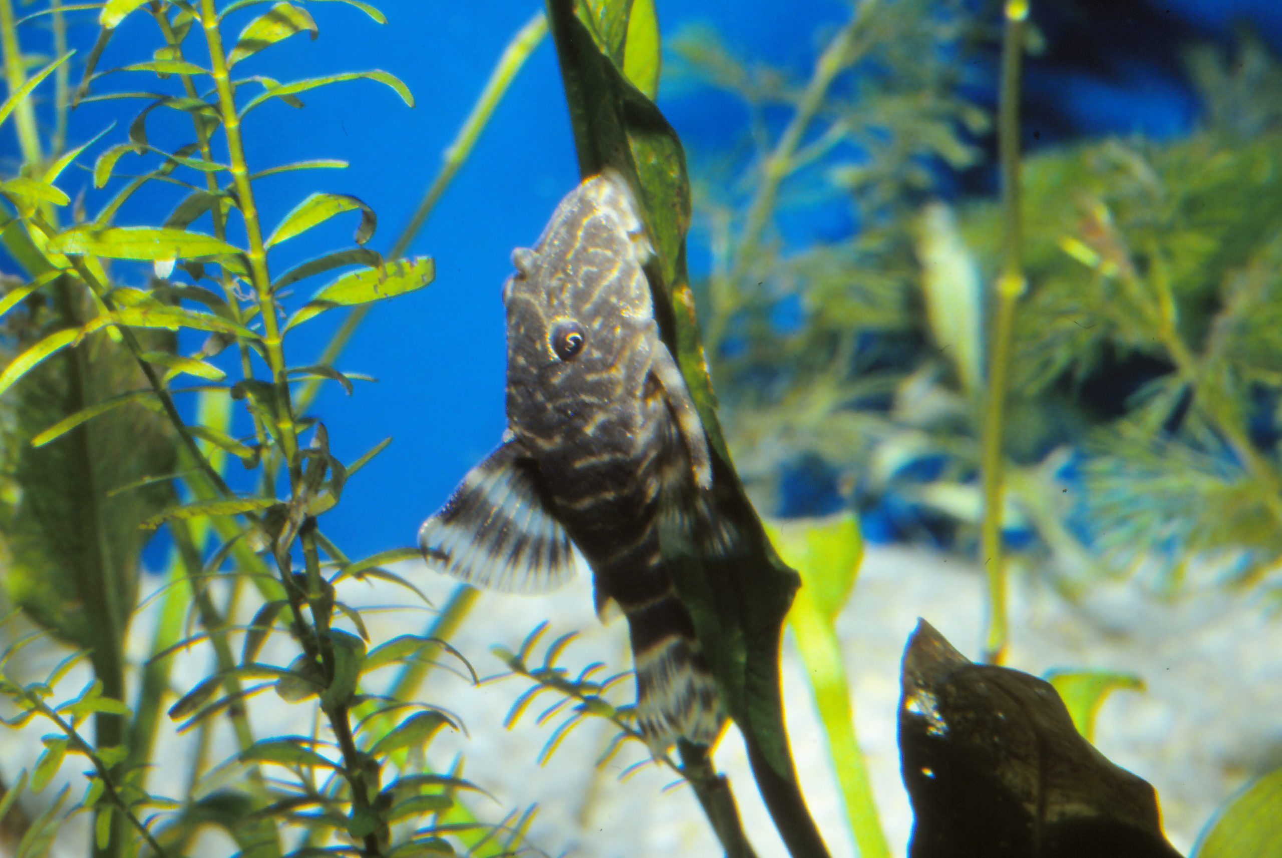 タイガープレコ - 生きもの図鑑 鳥羽水族館