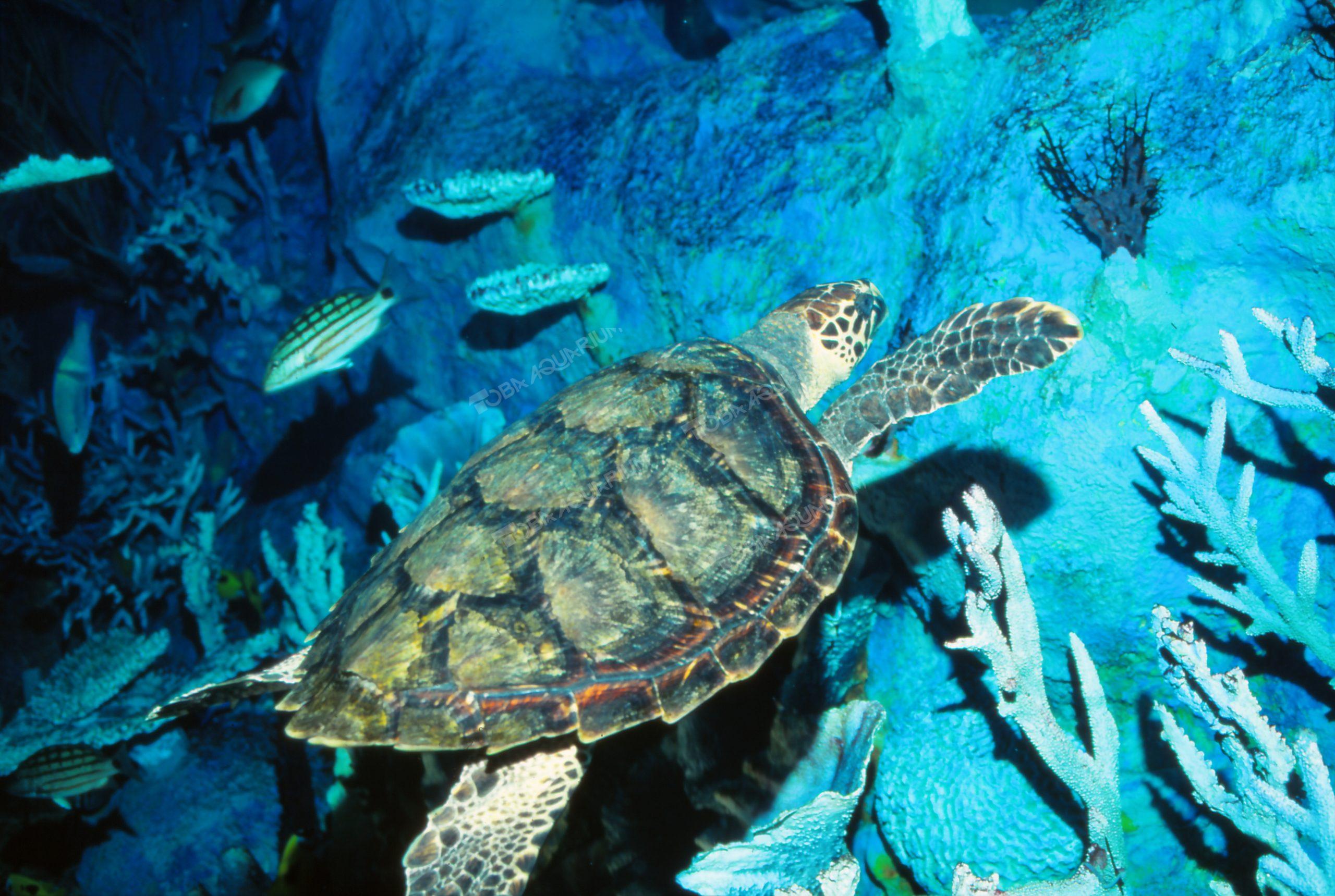 タイマイ - 生きもの図鑑 鳥羽水族館