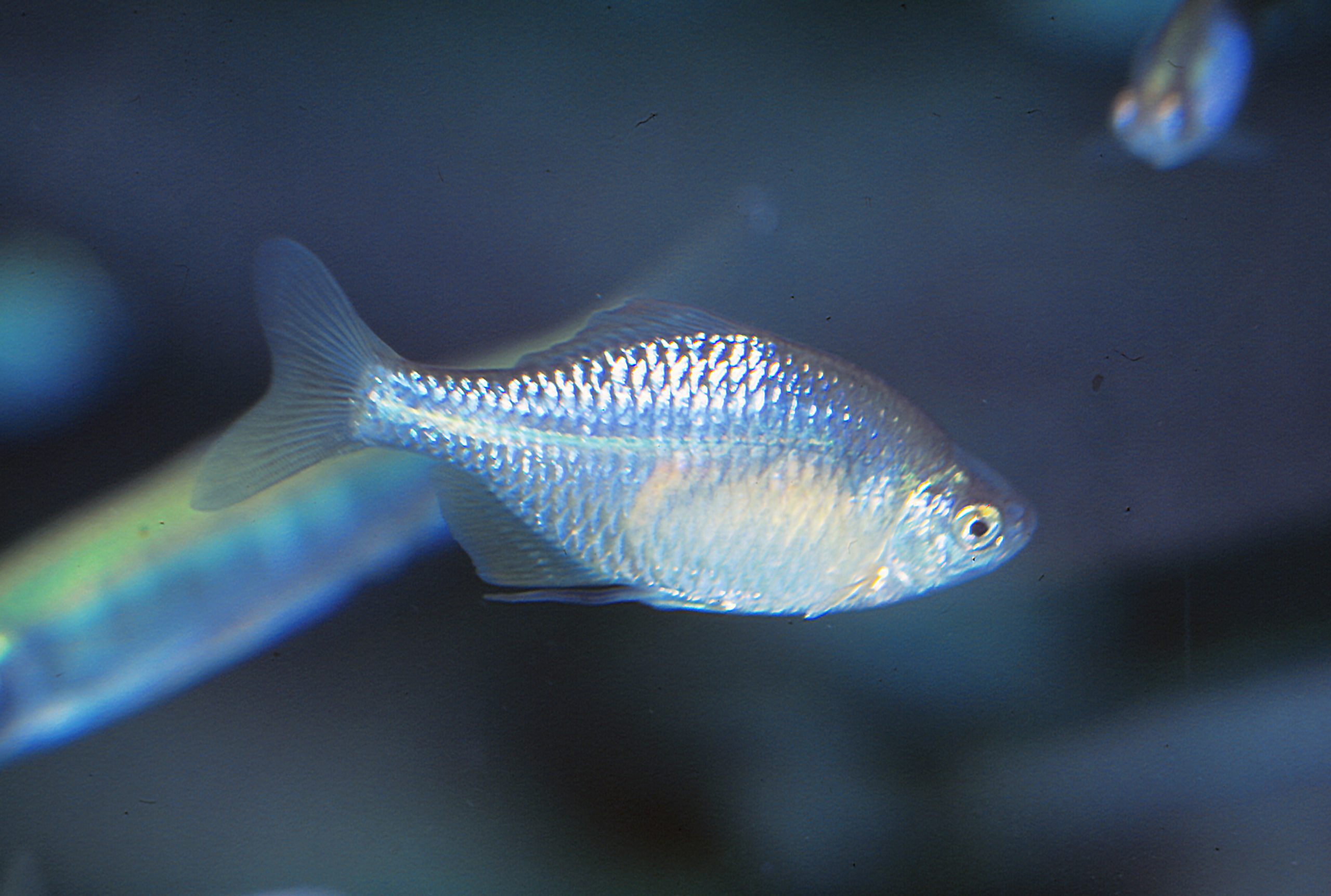 タイリクバラタナゴ - 生きもの図鑑 鳥羽水族館