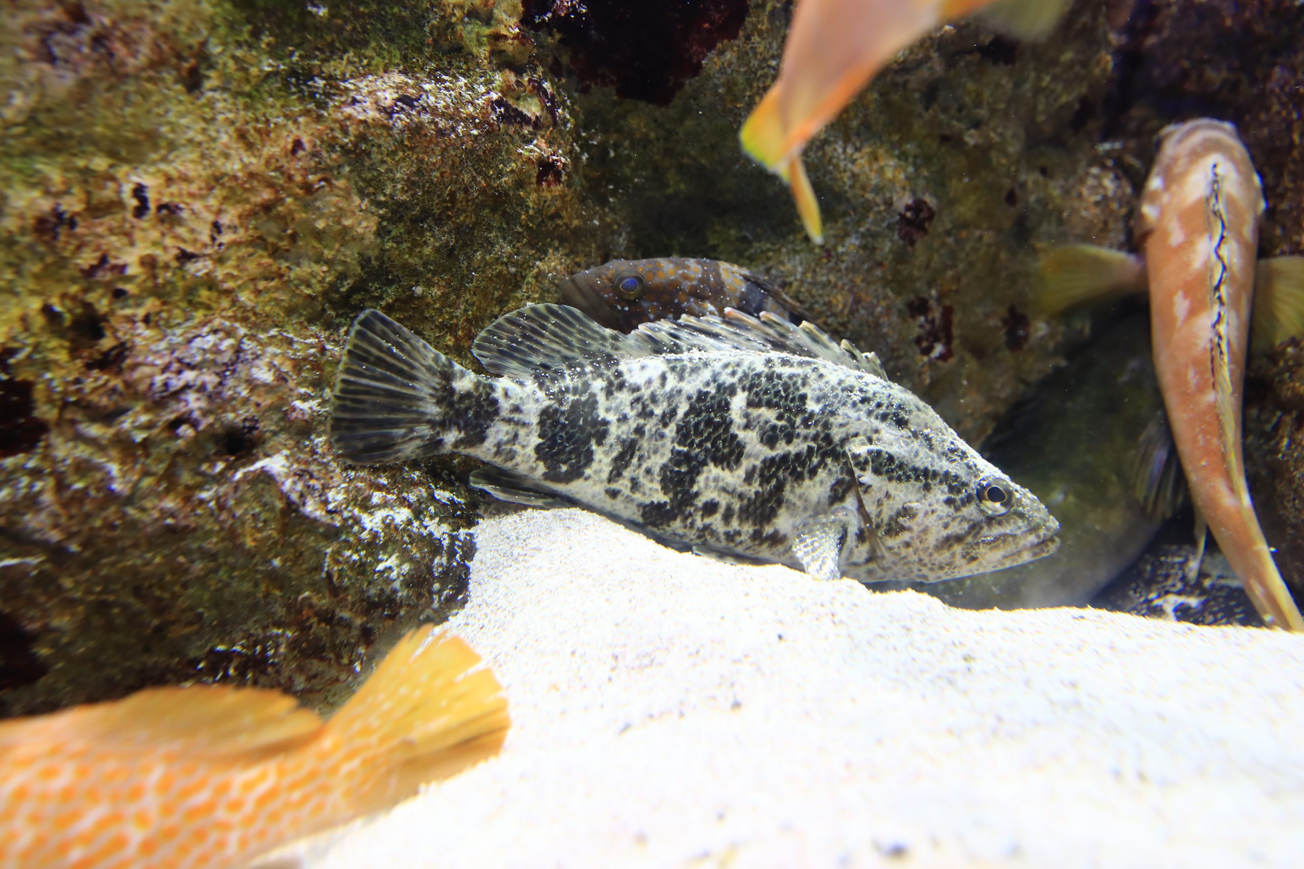 タケノコメバル - 生きもの図鑑 鳥羽水族館