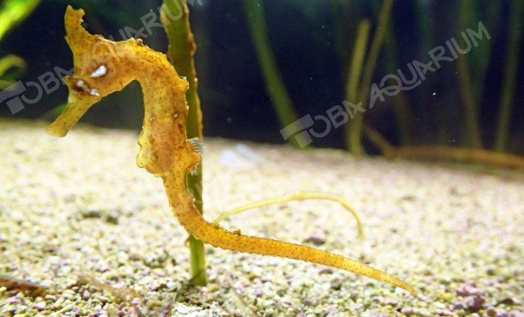 タツノオトシゴ - 生きもの図鑑 鳥羽水族館