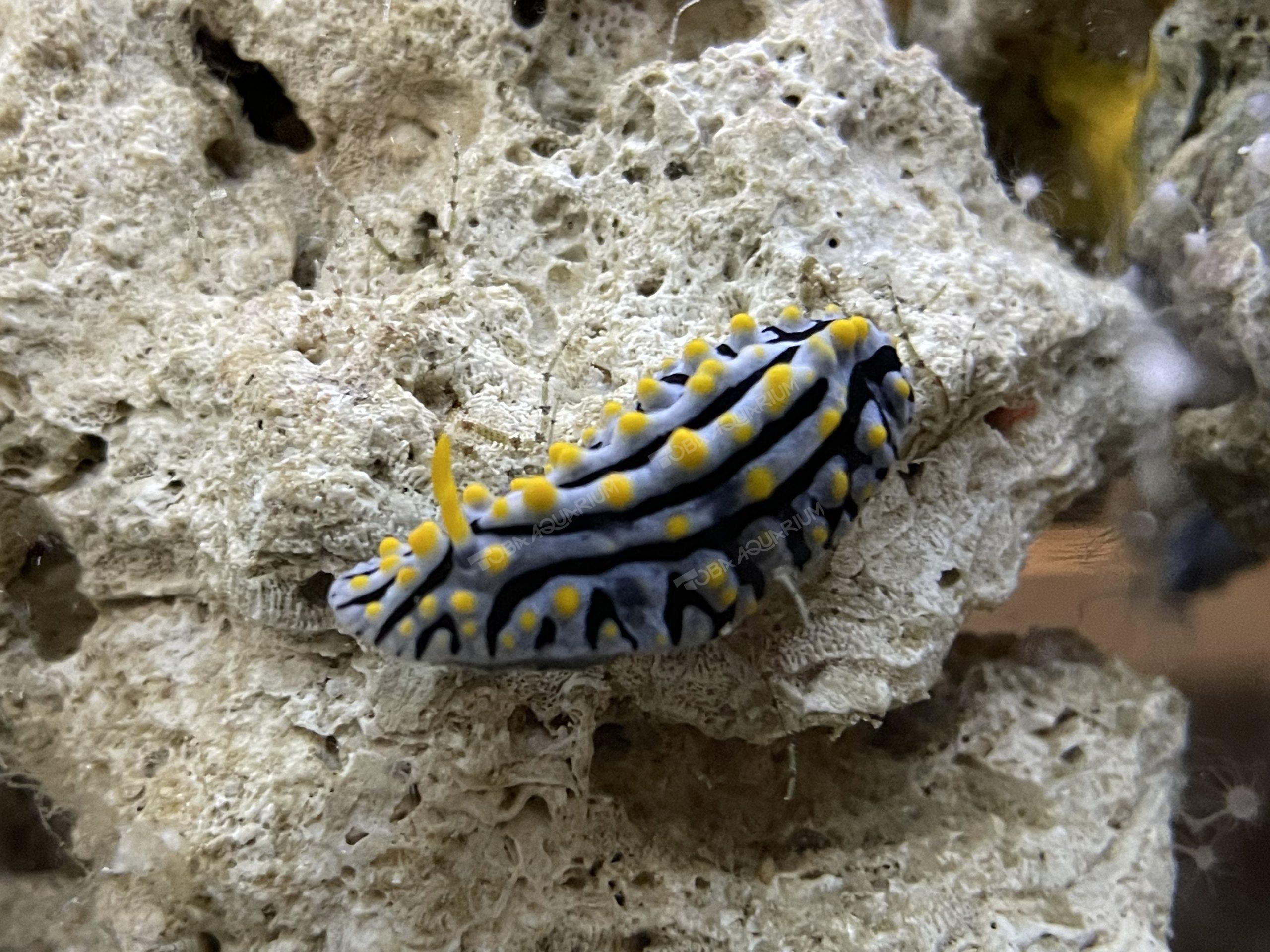 タテヒダイボウミウシ - 生きもの図鑑 鳥羽水族館