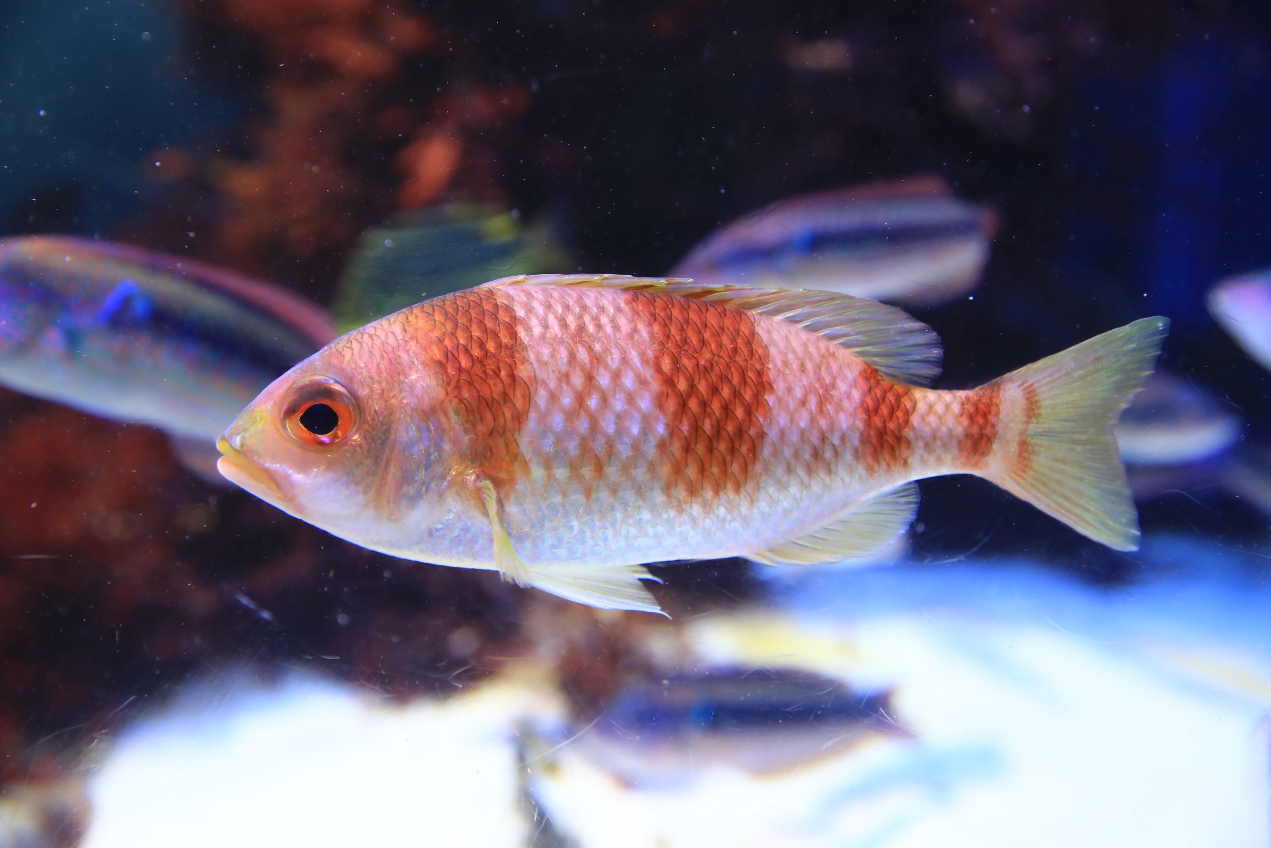 タマガシラ - 生きもの図鑑 鳥羽水族館