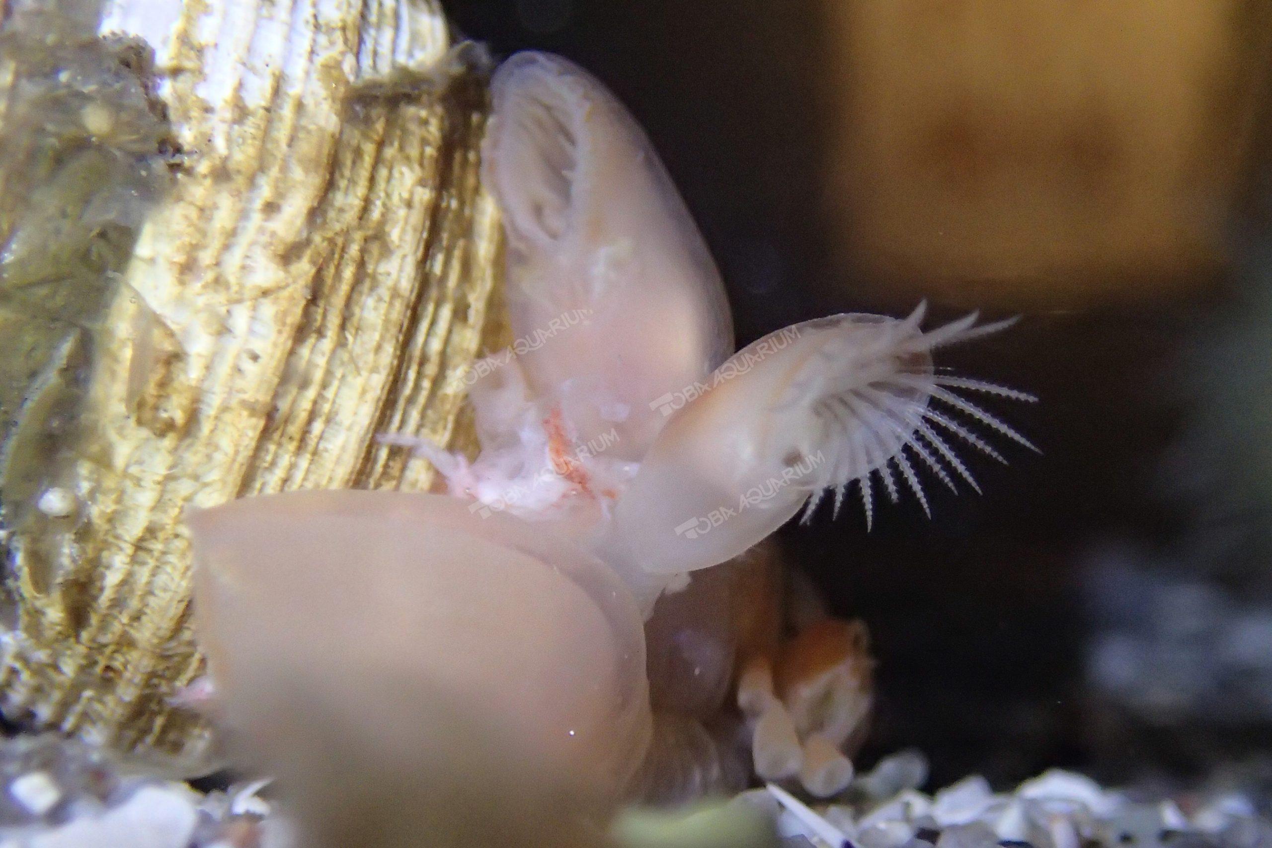ダルマハダカエボシ - 生きもの図鑑 鳥羽水族館