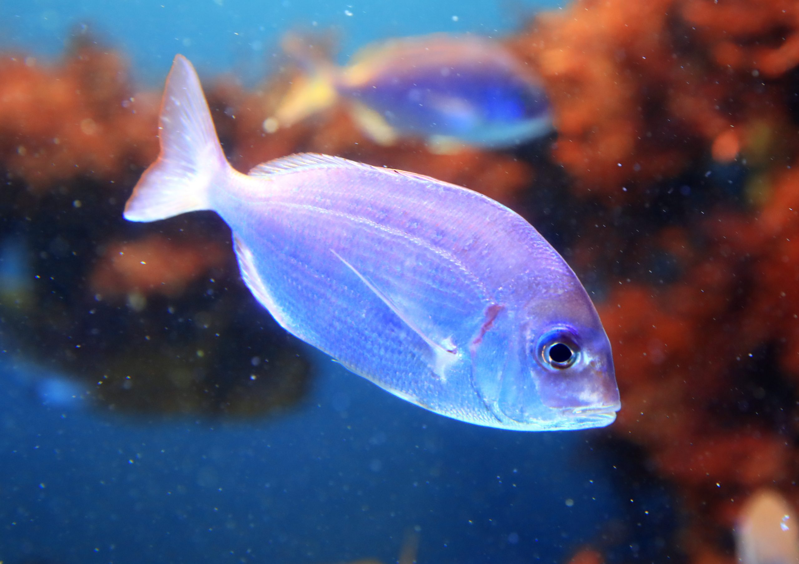 チダイ - 生きもの図鑑 鳥羽水族館