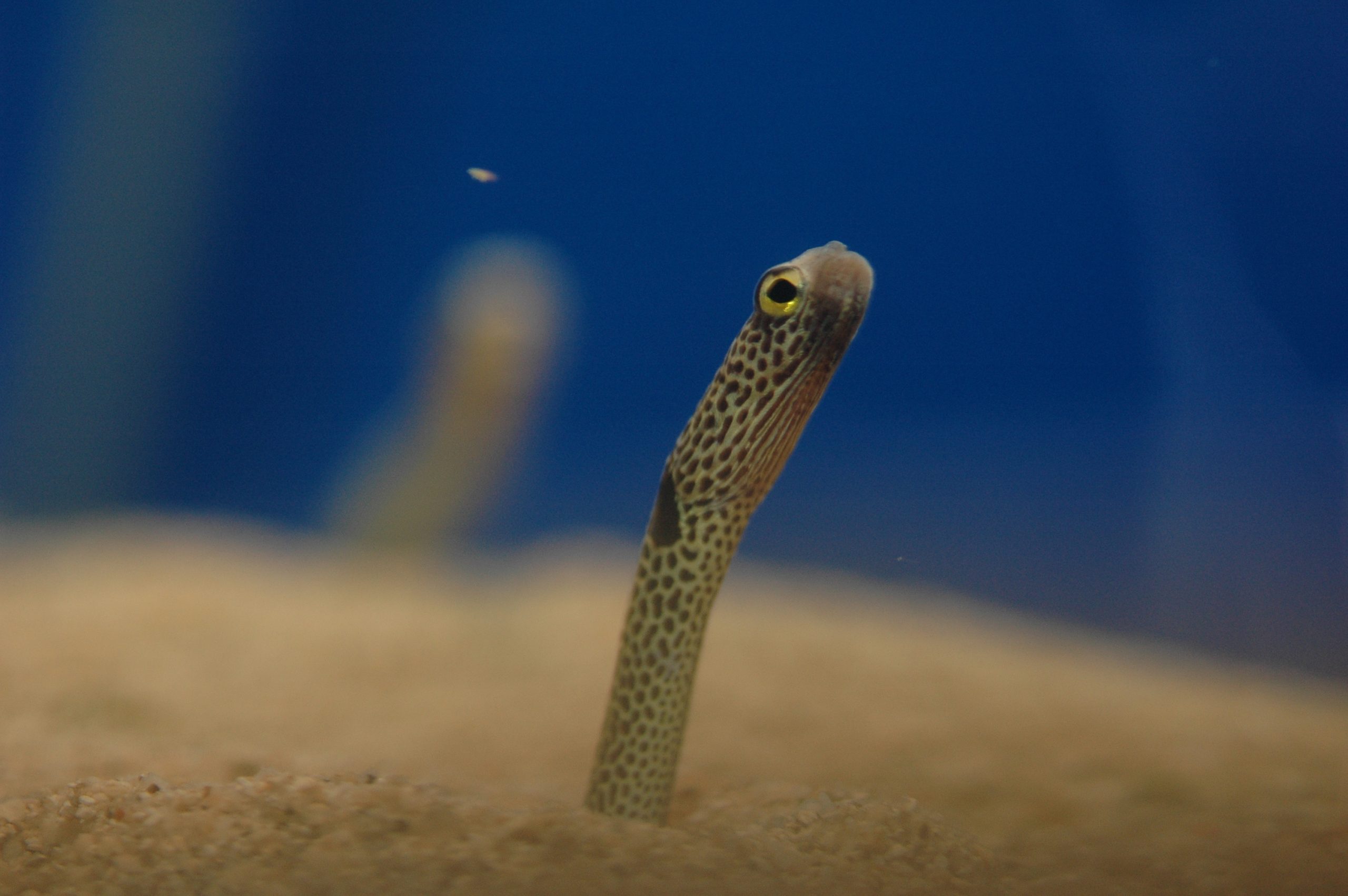 チンアナゴ - 生きもの図鑑 鳥羽水族館