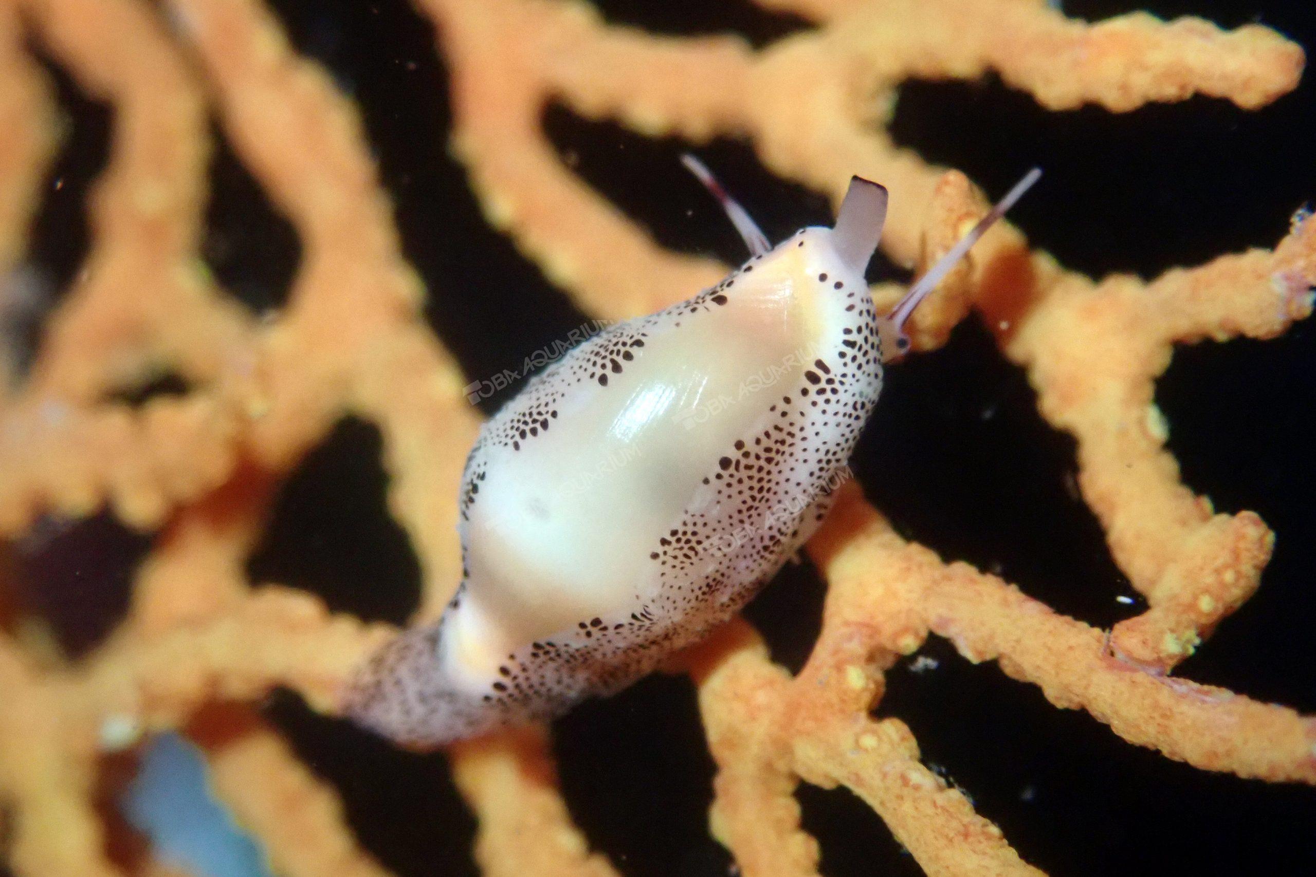 ツグチガイ - 生きもの図鑑 鳥羽水族館