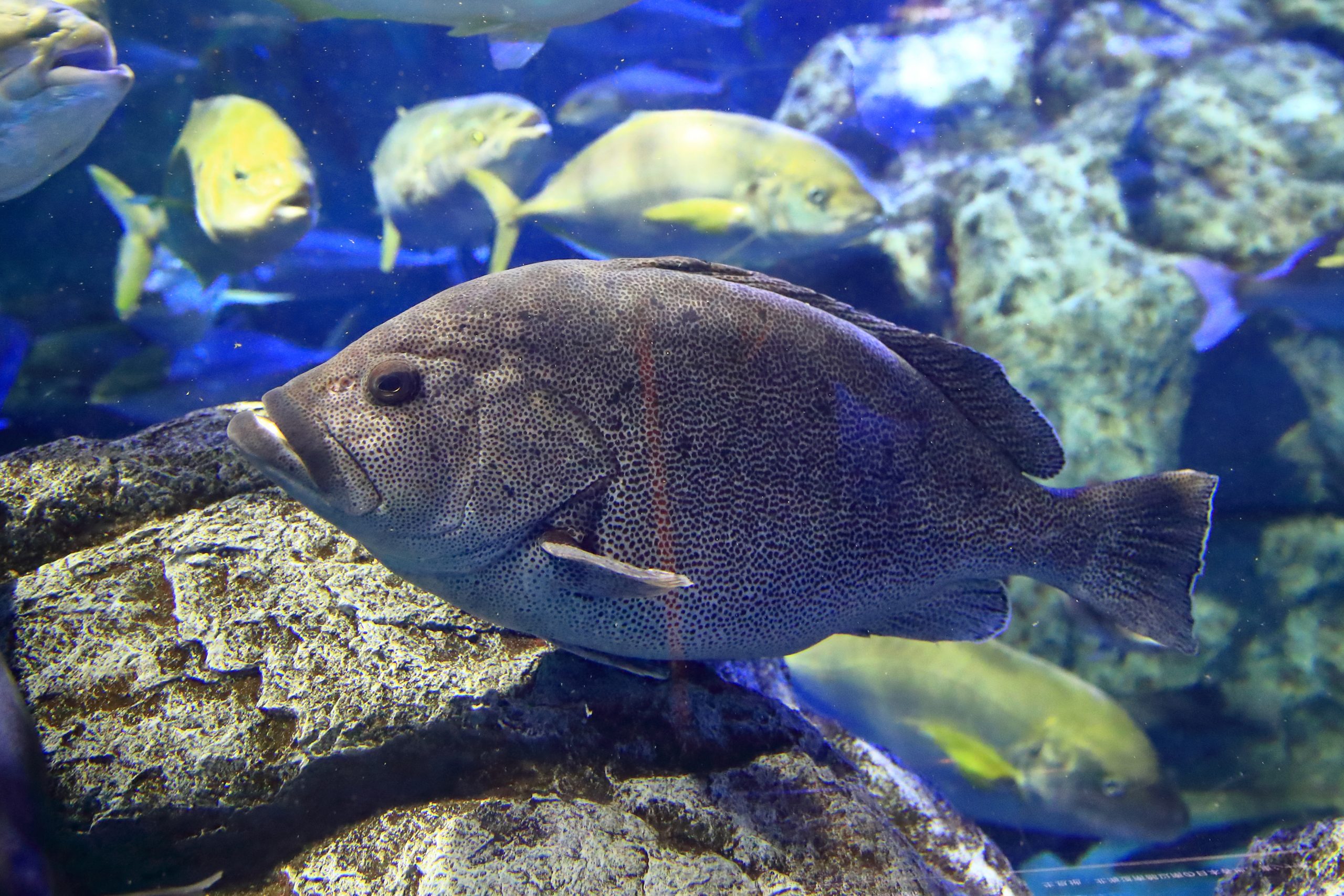 ツチホゼリ - 生きもの図鑑 鳥羽水族館