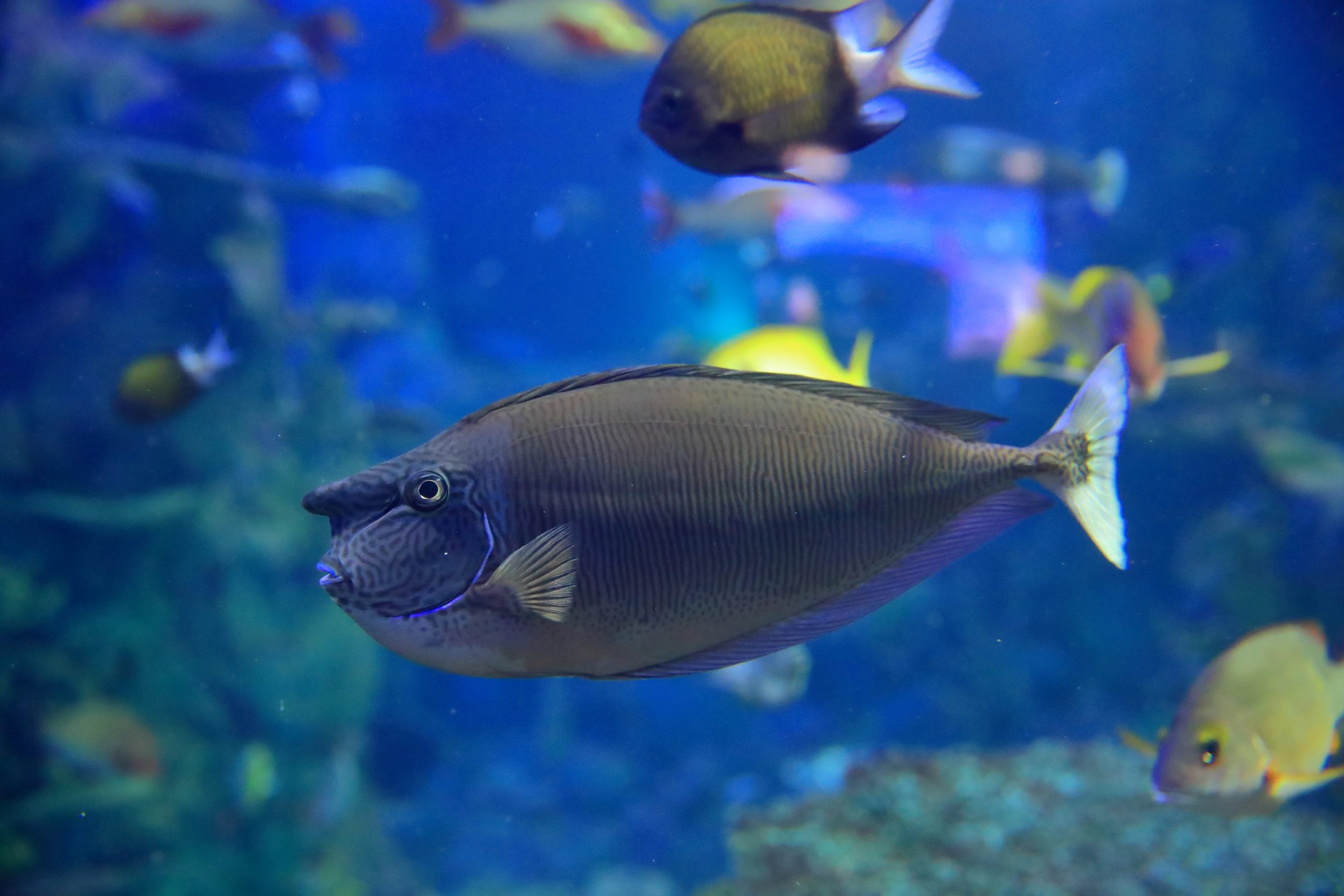 ツマリテングハギ - 生きもの図鑑 鳥羽水族館