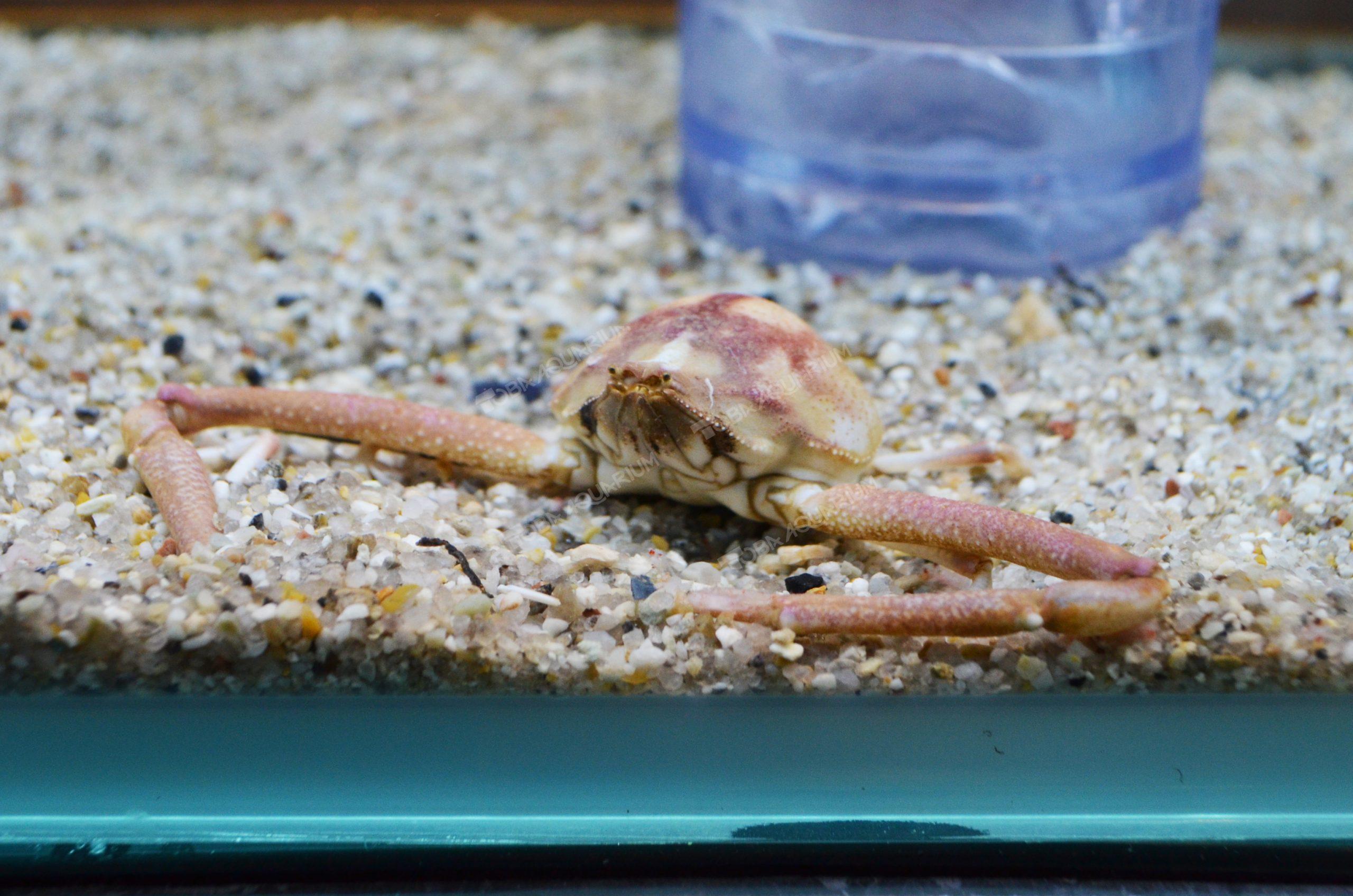 テナガコブシガニ - 生きもの図鑑 鳥羽水族館