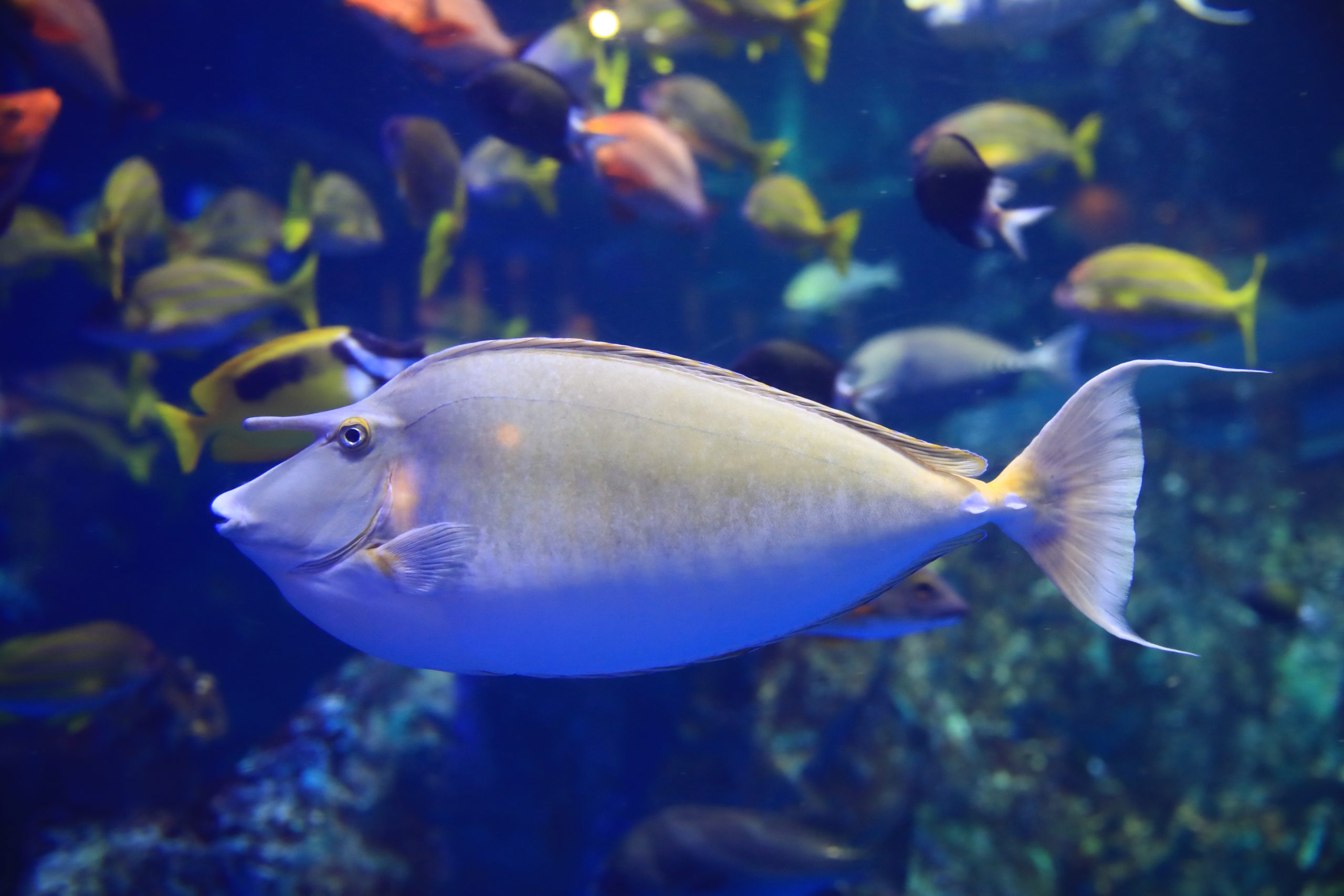テングハギ - 生きもの図鑑 鳥羽水族館