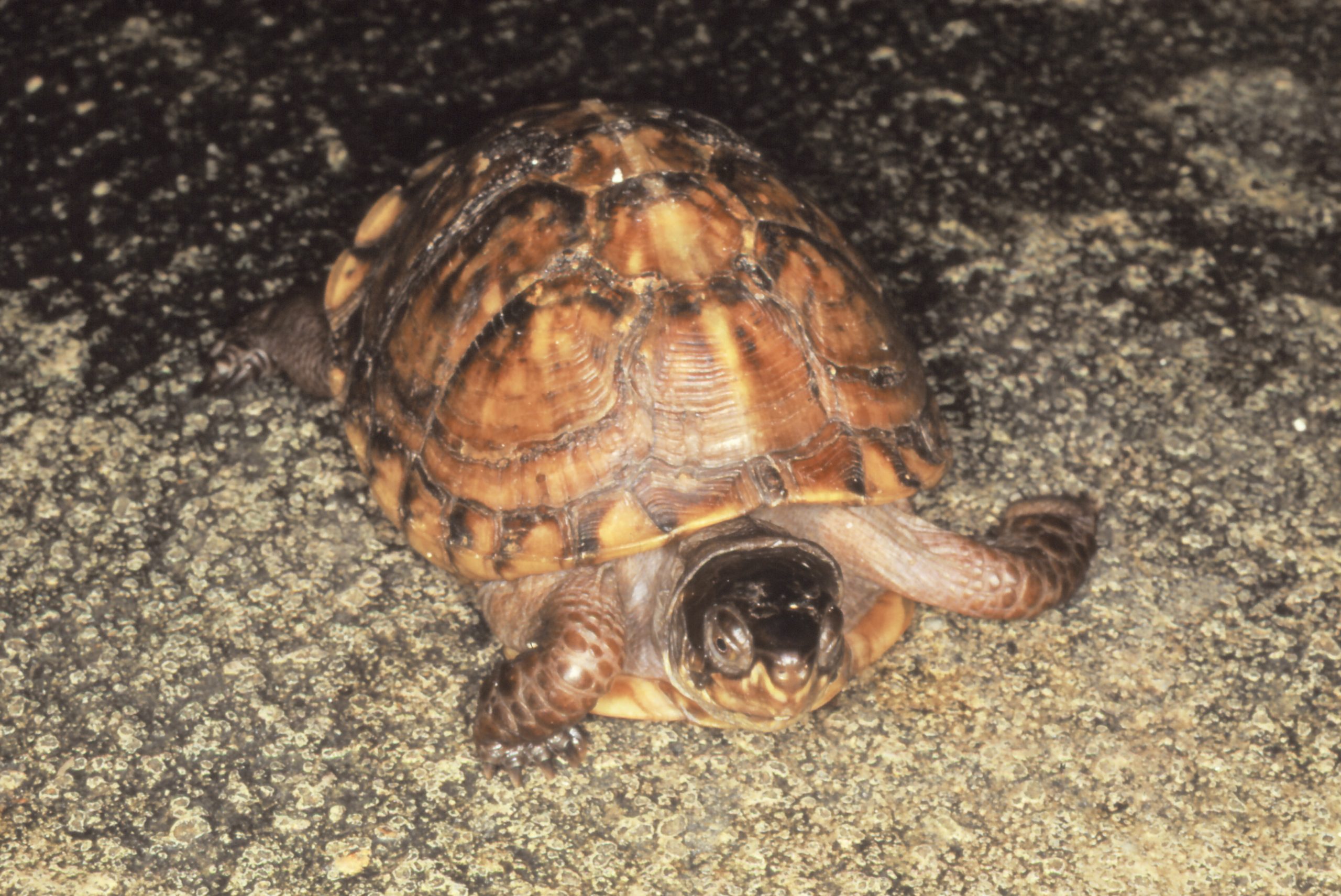 トウブハコガメ - 生きもの図鑑 鳥羽水族館