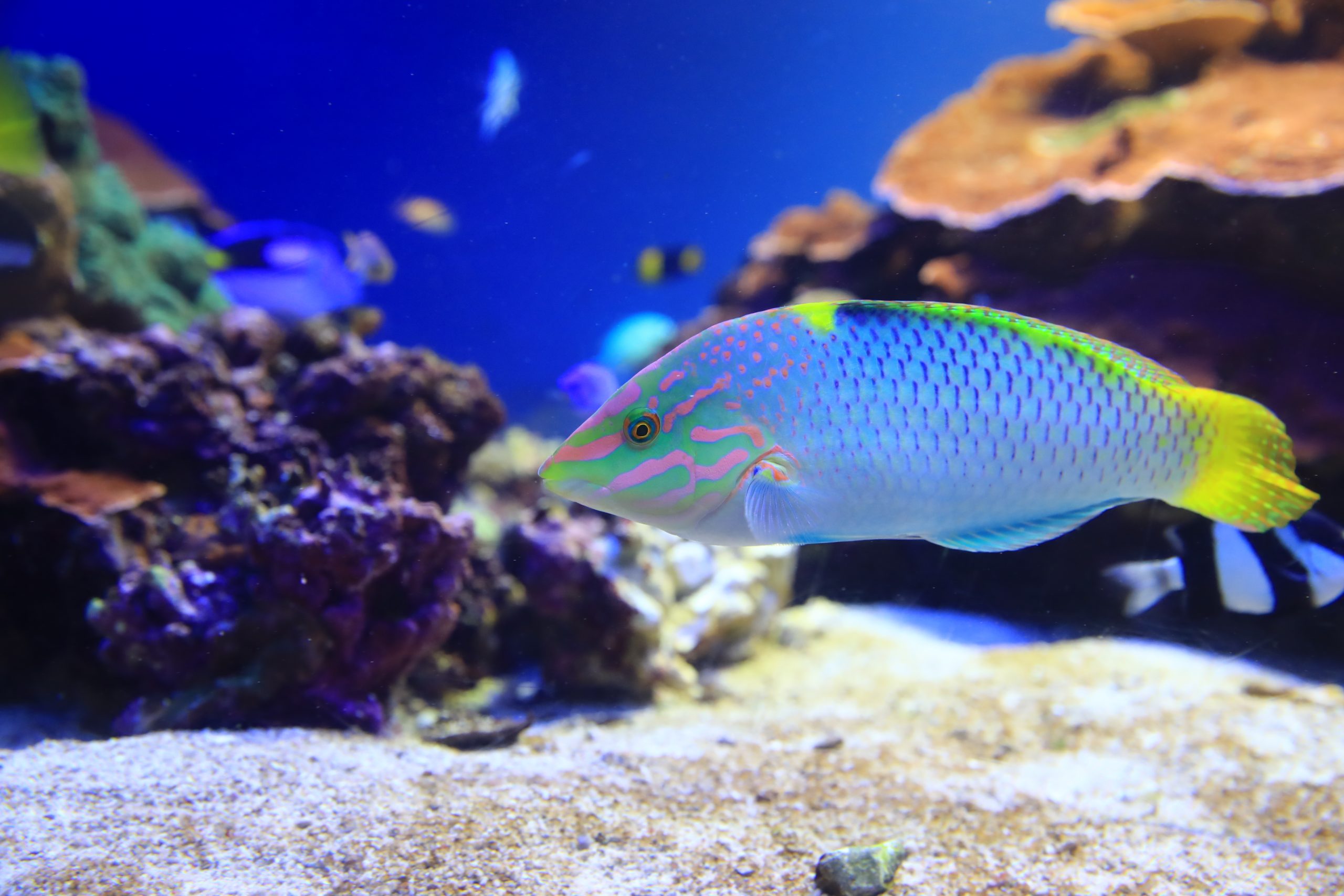 トカラベラ - 生きもの図鑑 鳥羽水族館