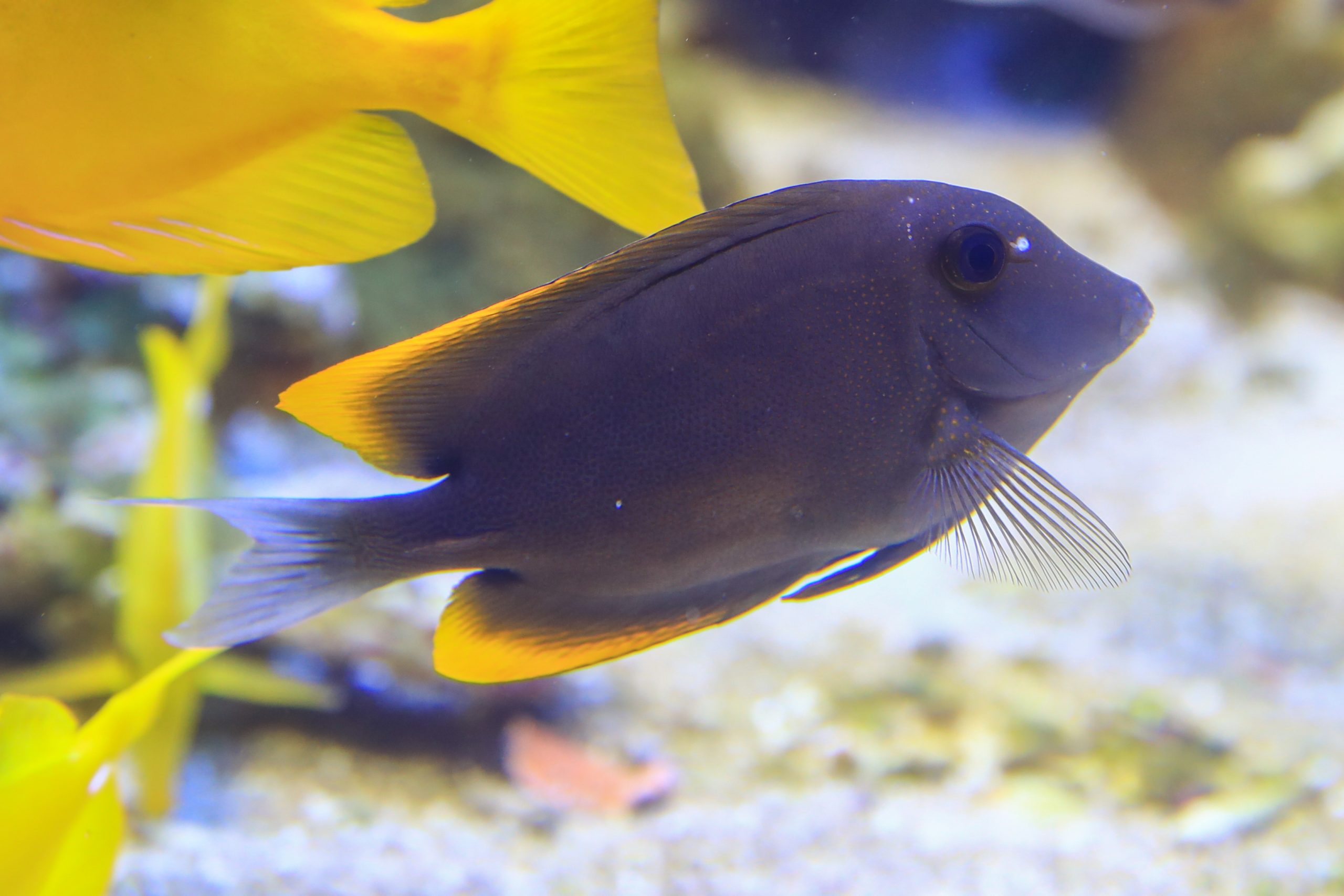 ringo♡アナザーエディション ゴールドフィッシュブラウス 金魚ブラウス Another Edition（アナザーエディション）の「GOLDFISHスリーブ