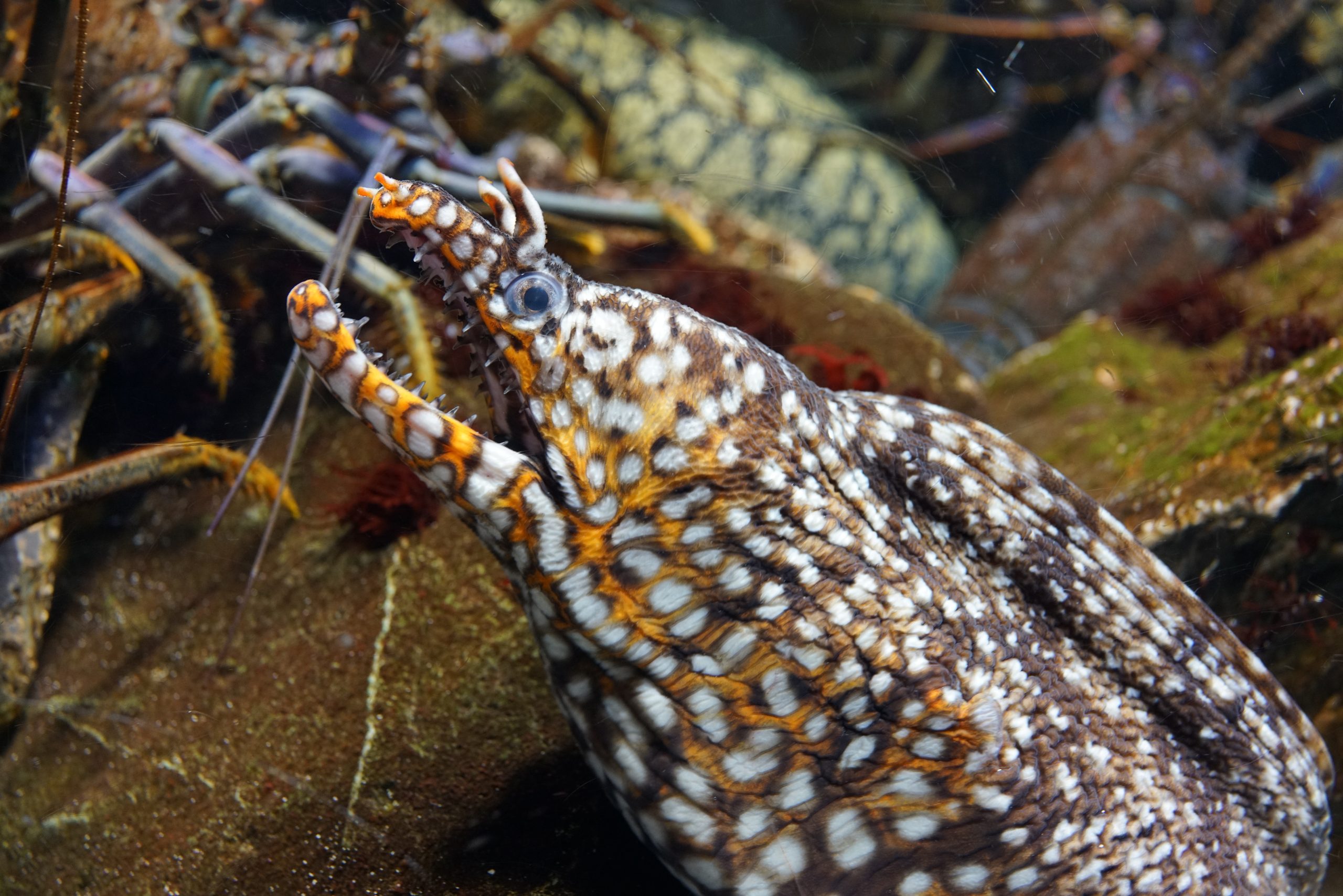 トラウツボ - 生きもの図鑑 鳥羽水族館