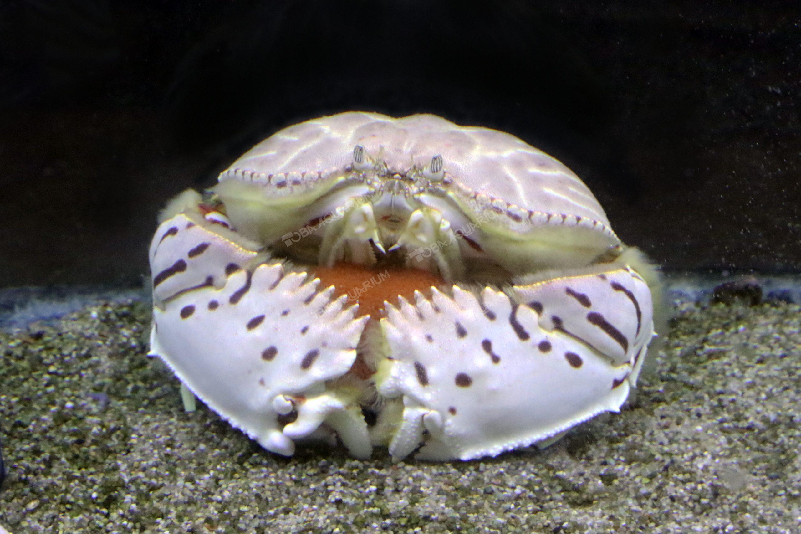 トラフカラッパ - 生きもの図鑑 鳥羽水族館