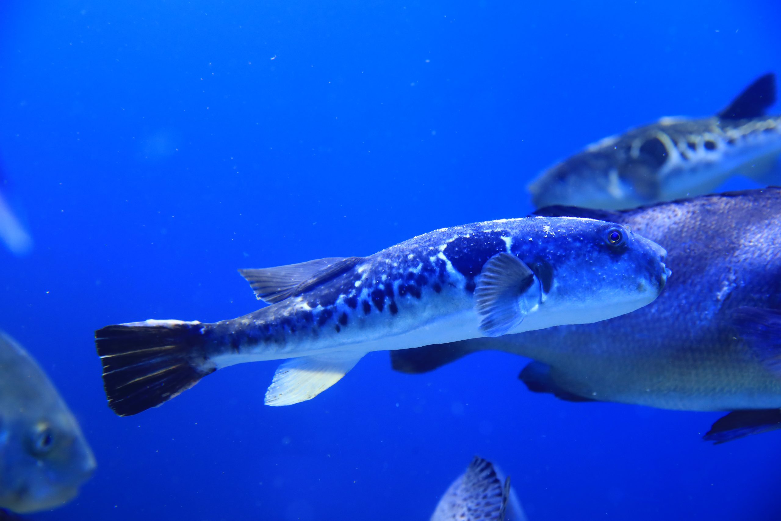 トラフグ - 生きもの図鑑 鳥羽水族館