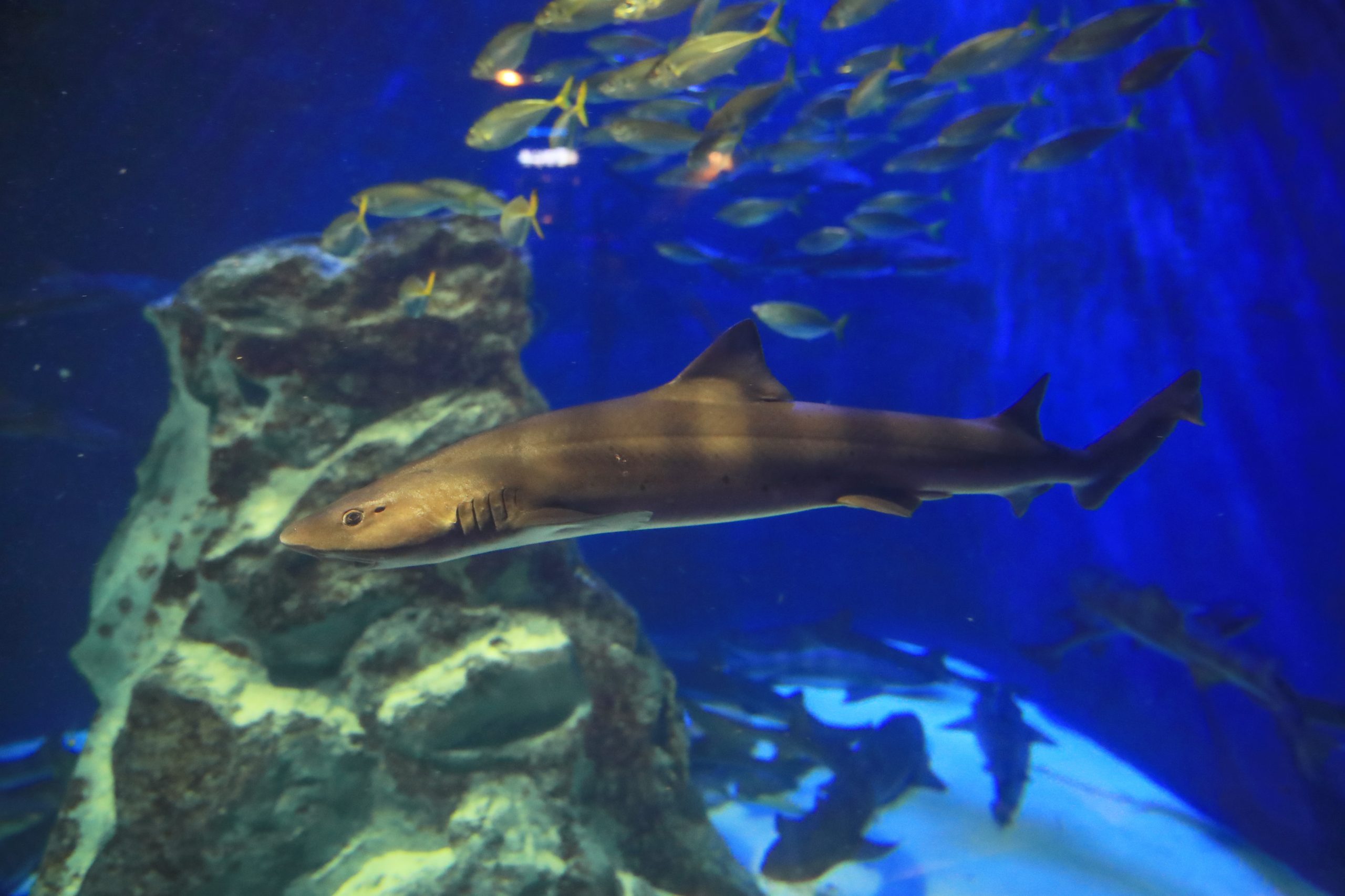 ドチザメ - 生きもの図鑑 鳥羽水族館