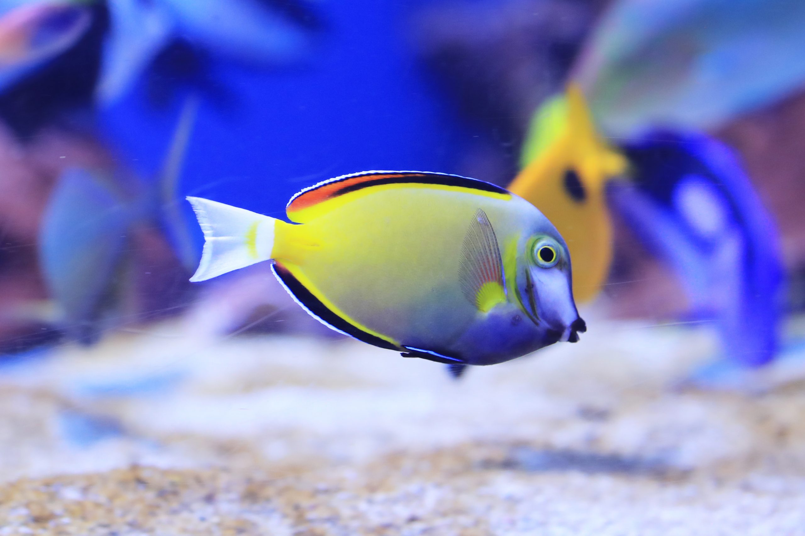 ナミダクロハギ - 生きもの図鑑 鳥羽水族館