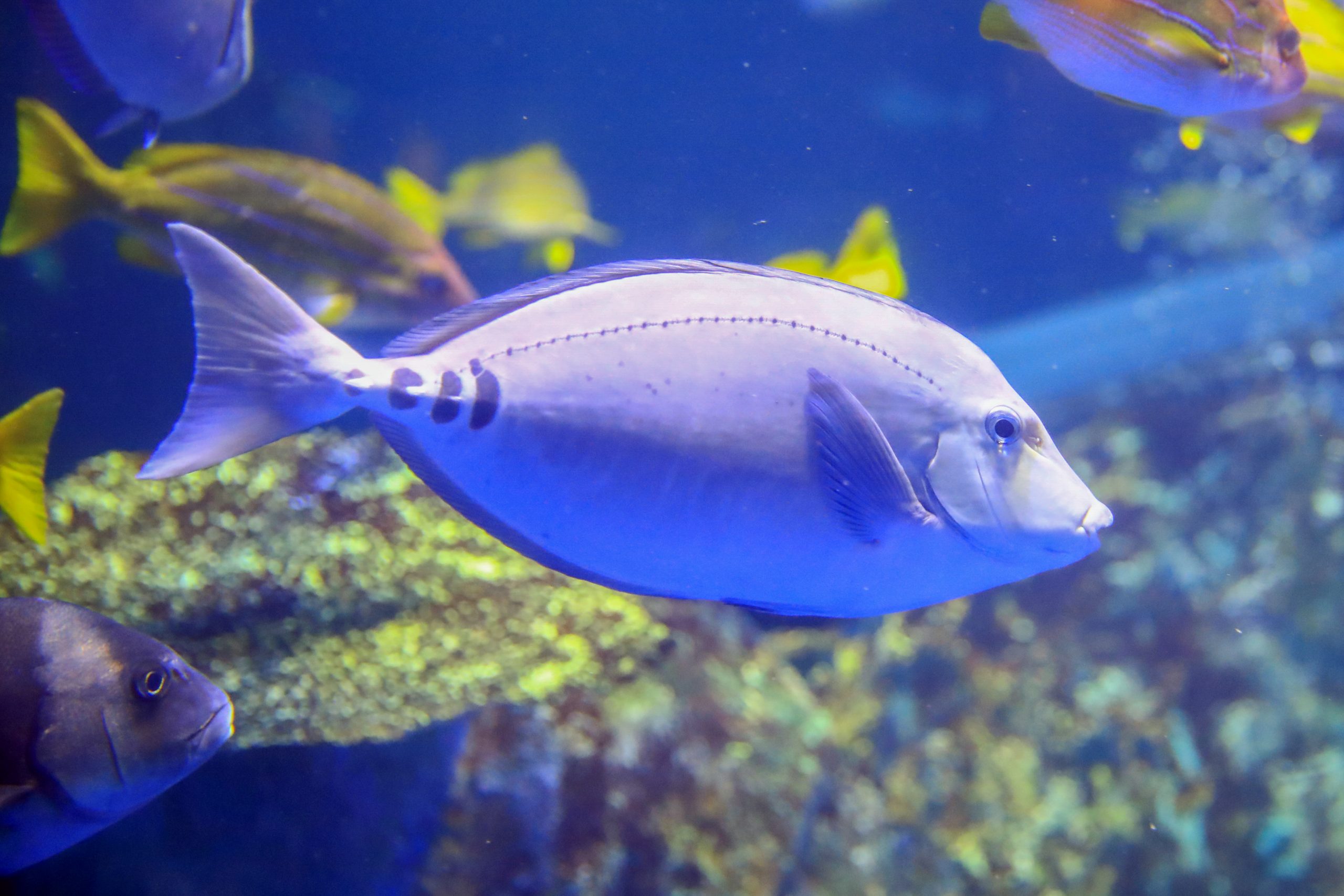 ニザダイ - 生きもの図鑑 鳥羽水族館