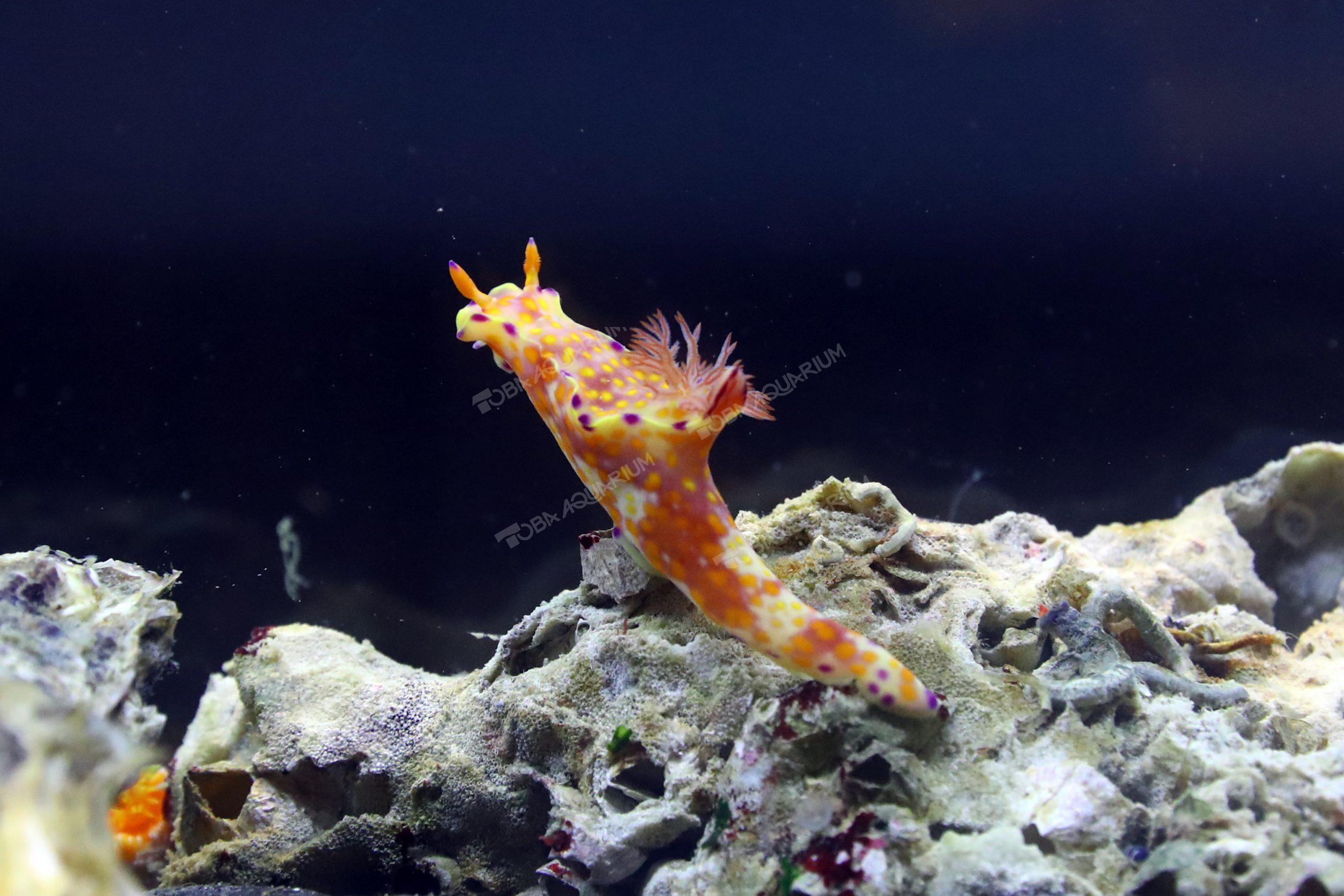 ニシキウミウシ - 生きもの図鑑 鳥羽水族館