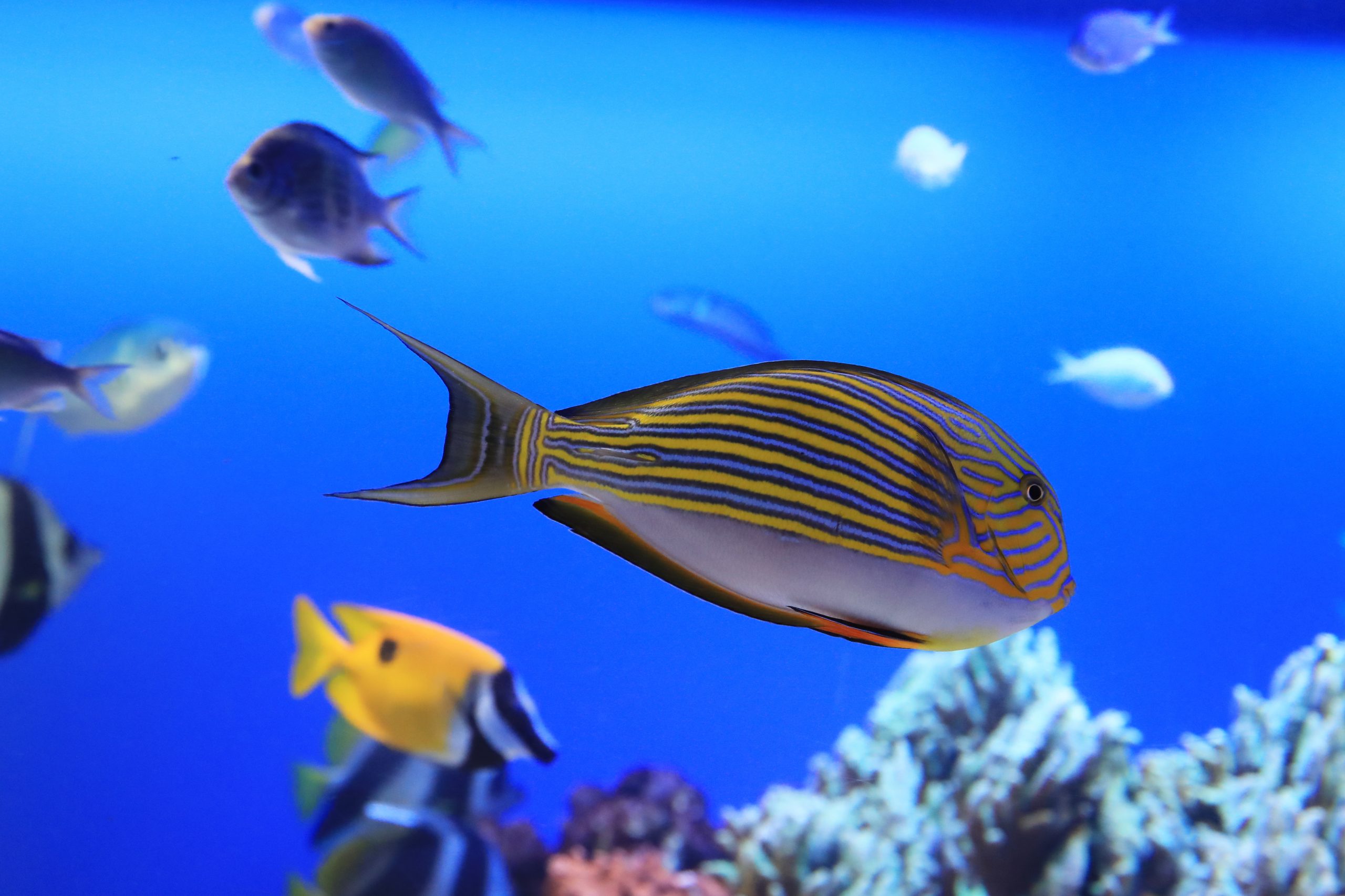 ニジハギ - 生きもの図鑑 鳥羽水族館