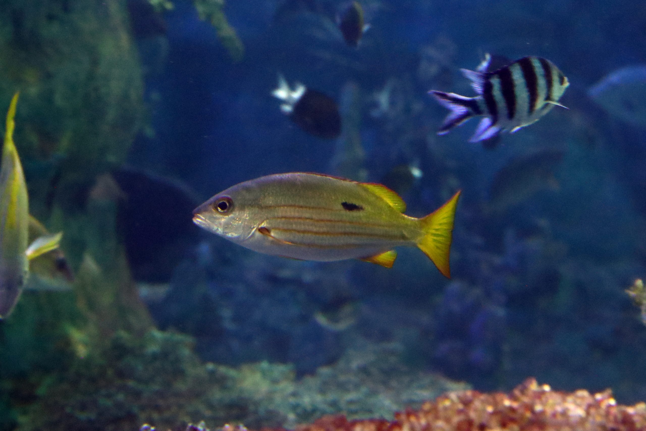 ニセクロホシフエダイ - 生きもの図鑑 鳥羽水族館