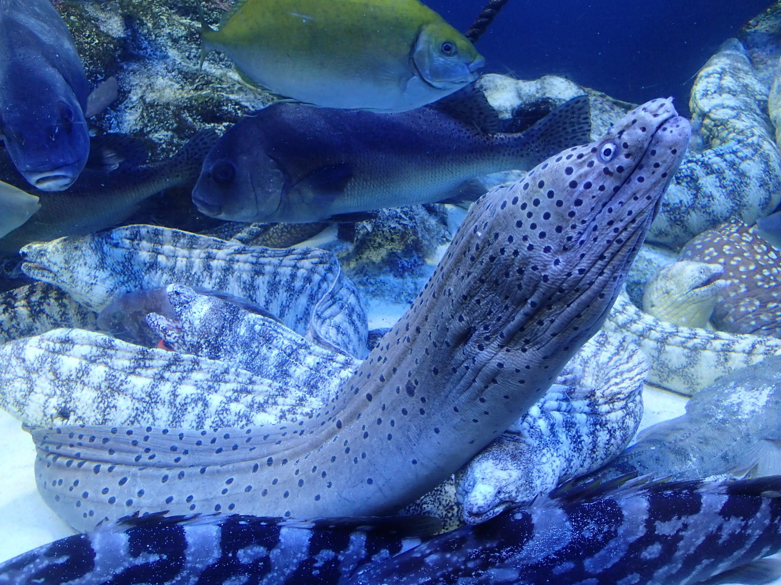 ニセゴイシウツボ - 生きもの図鑑 鳥羽水族館