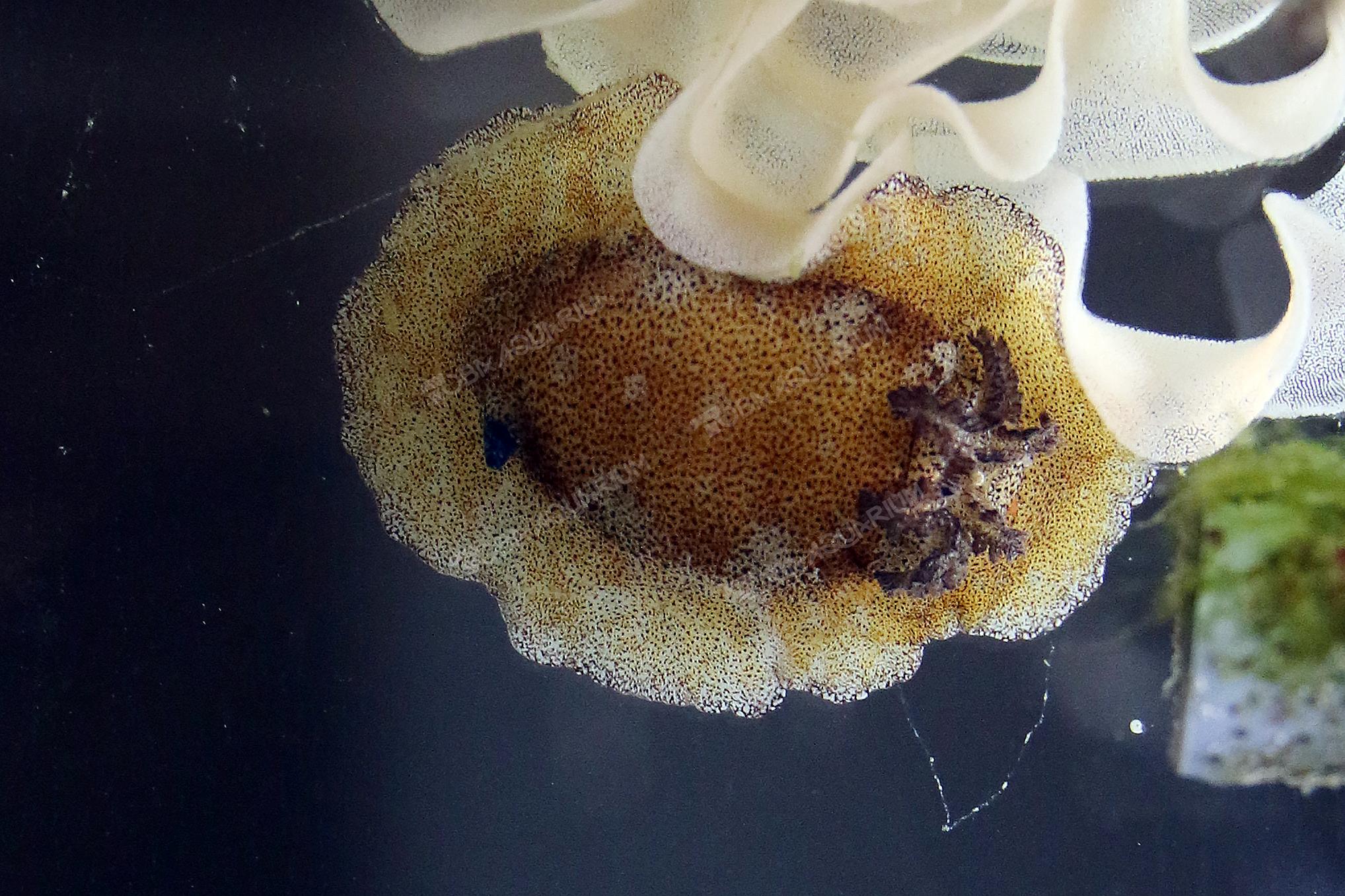 ネズミウミウシ - 生きもの図鑑 鳥羽水族館