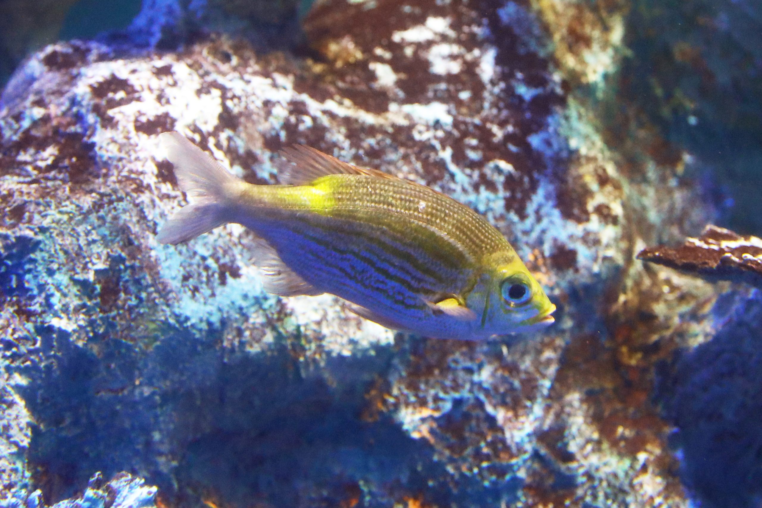 ノコギリダイ - 生きもの図鑑 鳥羽水族館
