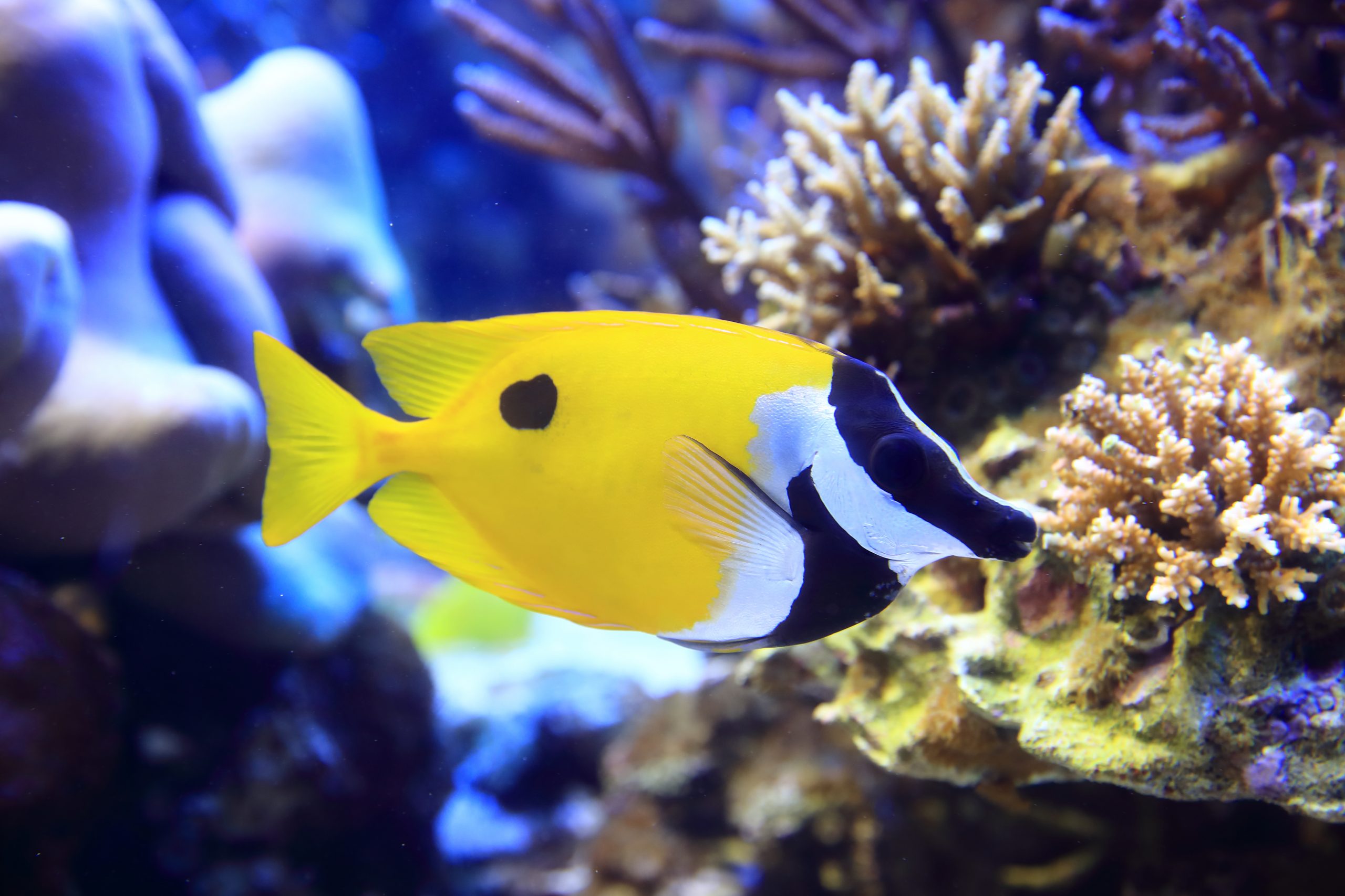 ヒフキアイゴ - 生きもの図鑑 鳥羽水族館